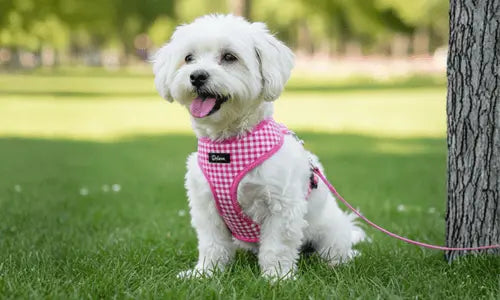 Correas-y-collares-para-perros todoastorenimal.com
