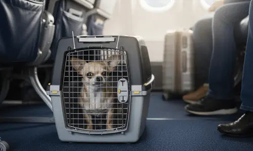 Transportines-y-Bolsos-para-Perros todoastorenimal.com