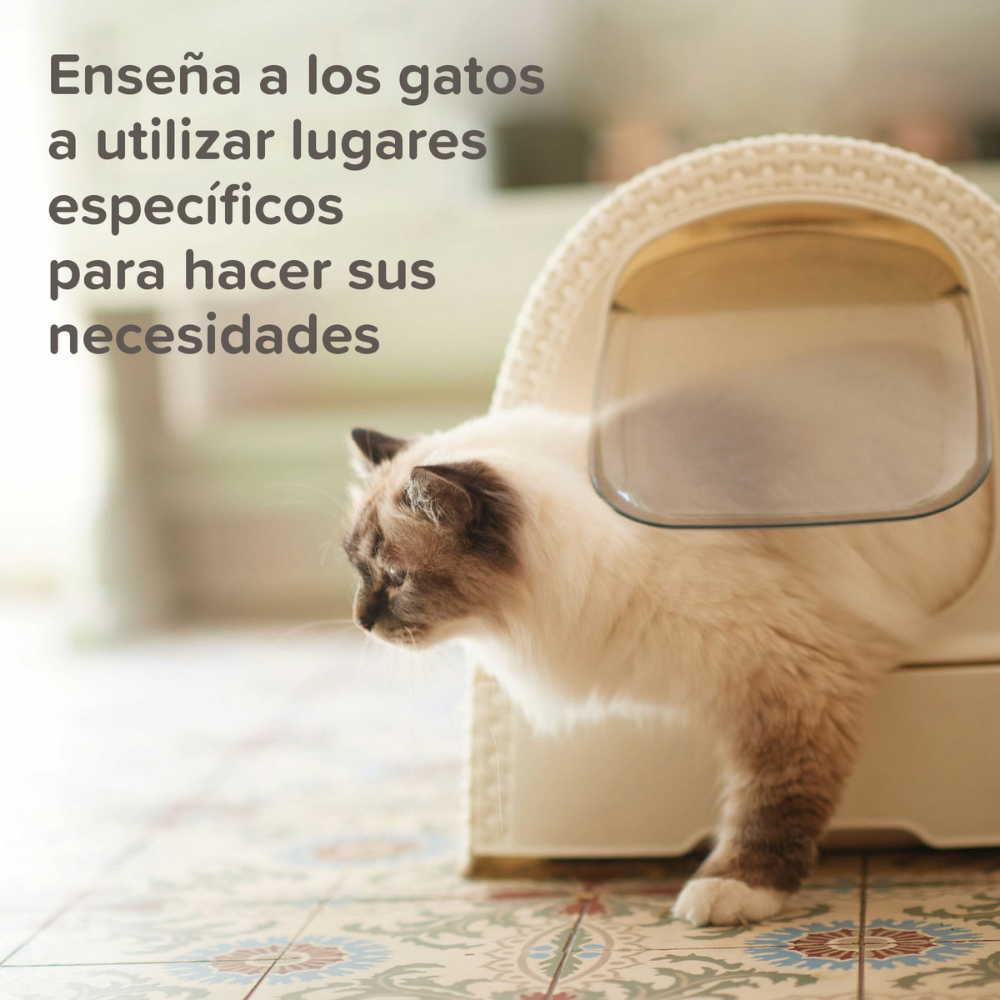 Beaphar Cat Trainer 10 ml al mejor precio -todoastorenimal.com