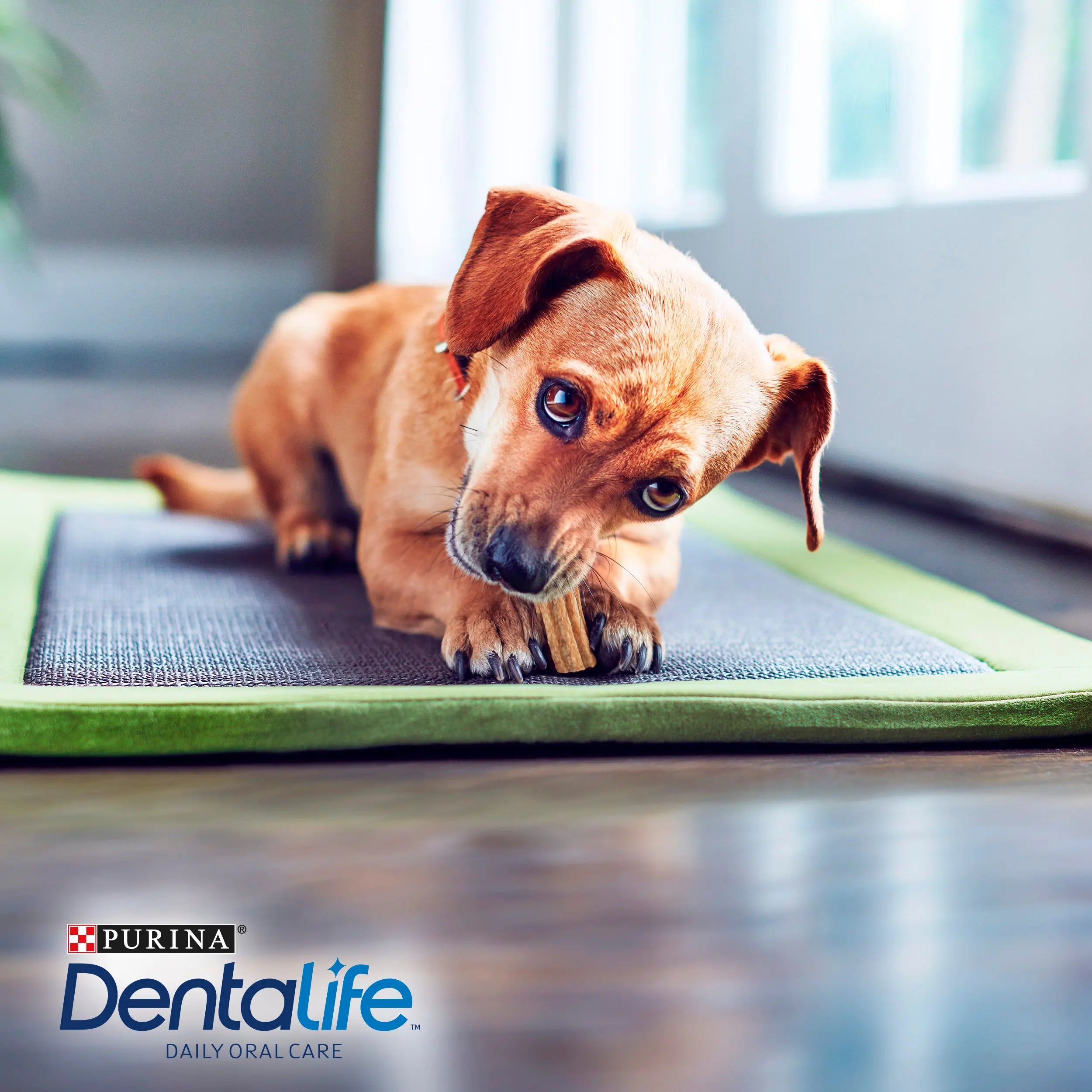 Dentalife Dog Extra Mini 7 Sticks al mejor precio -todoastorenimal.com