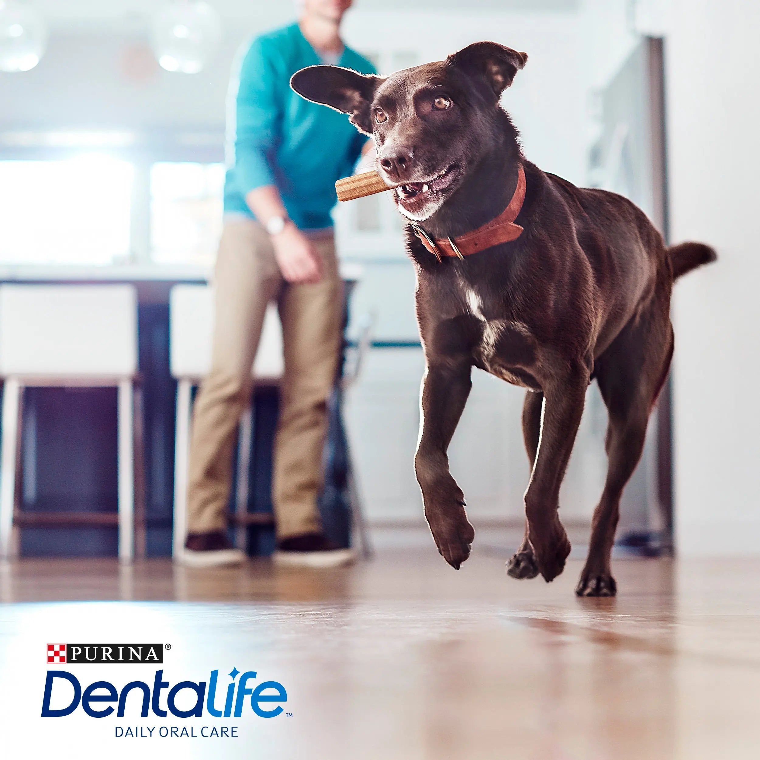 Dentalife Dog Large 4 Sticks al mejor precio -todoastorenimal.com