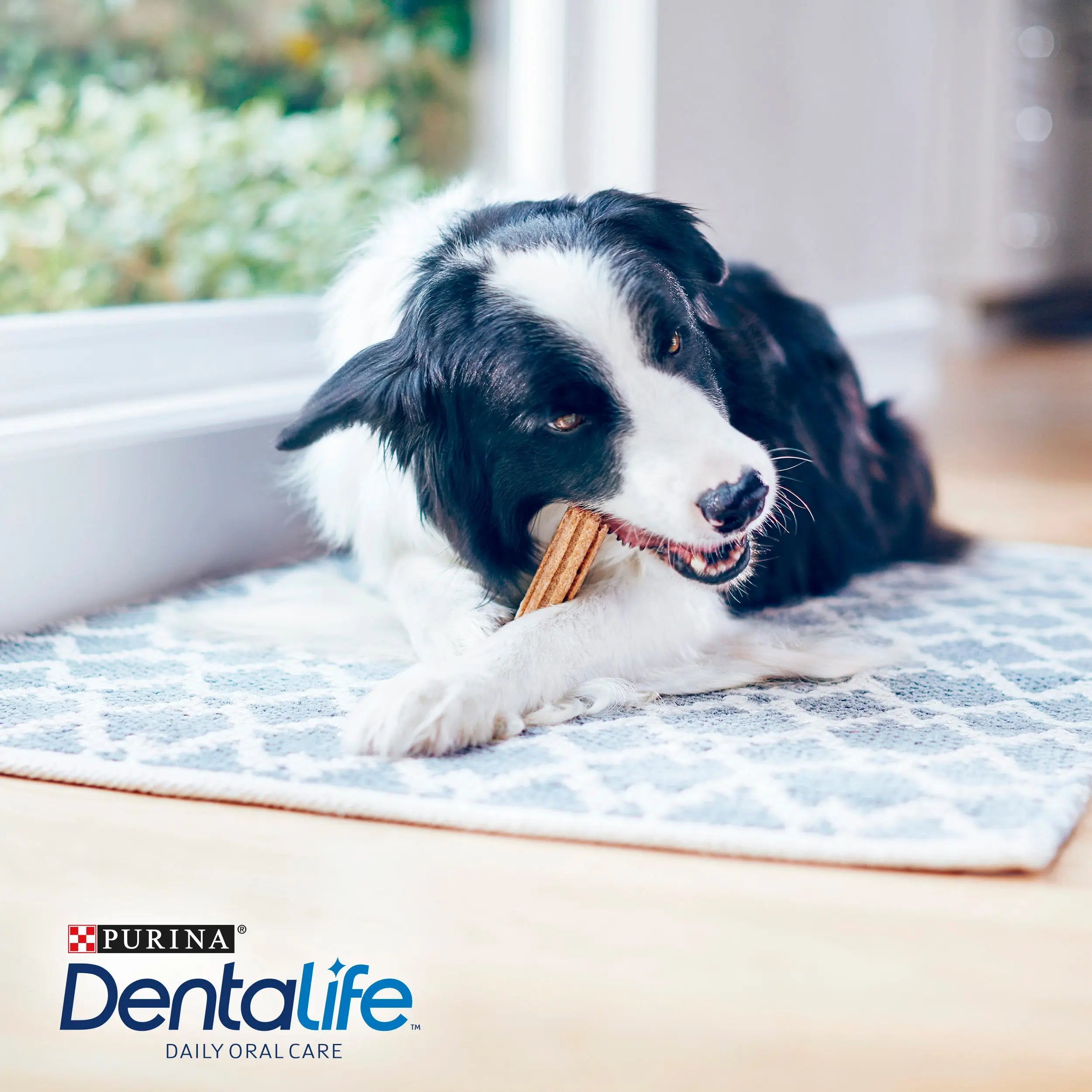 Dentalife Dog Medium 24 Sticks al mejor precio -todoastorenimal.com
