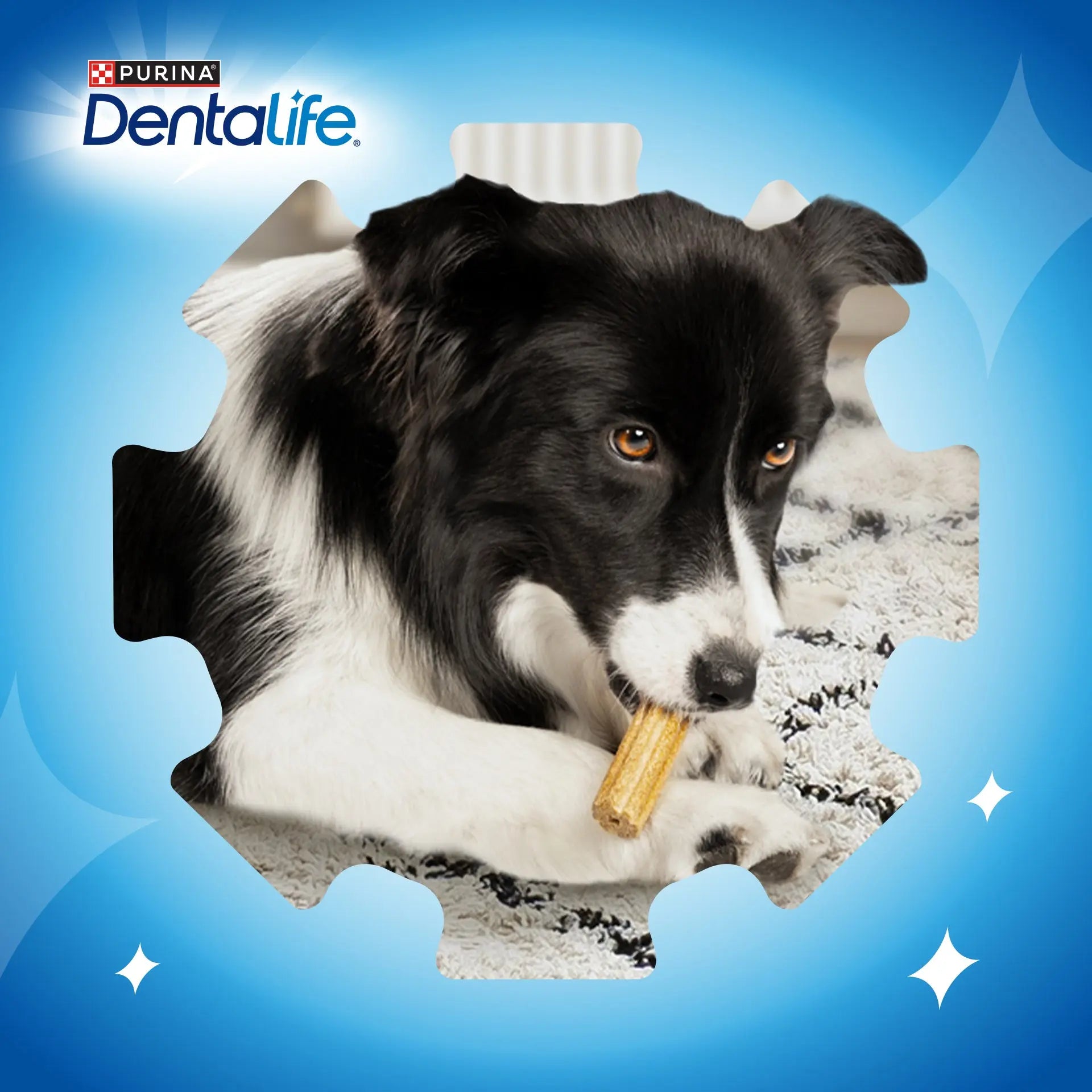 Dentalife Dog Medium 42 Sticks al mejor precio -todoastorenimal.com