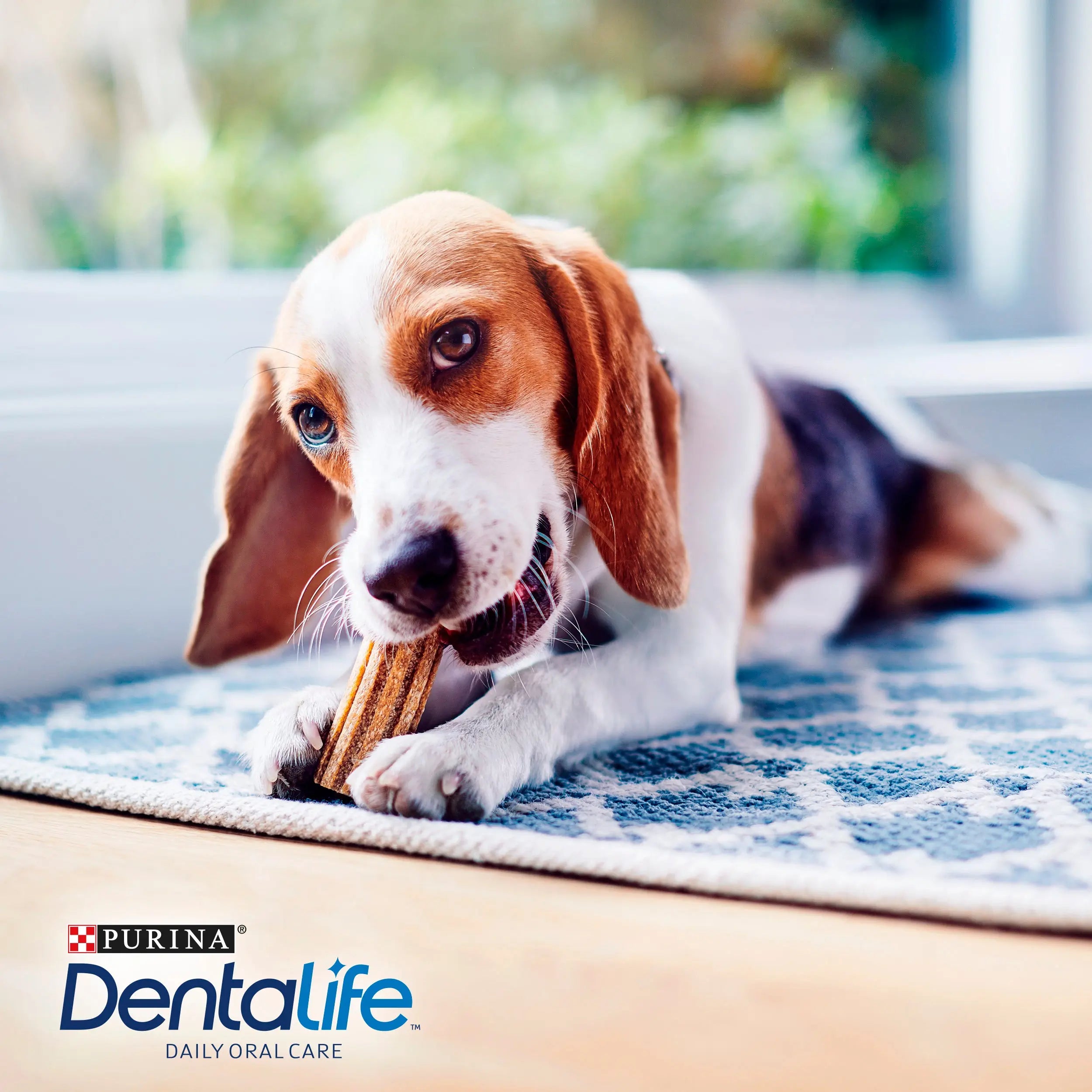 Dentalife Dog Small 7 Sticks al mejor precio -todoastorenimal.com