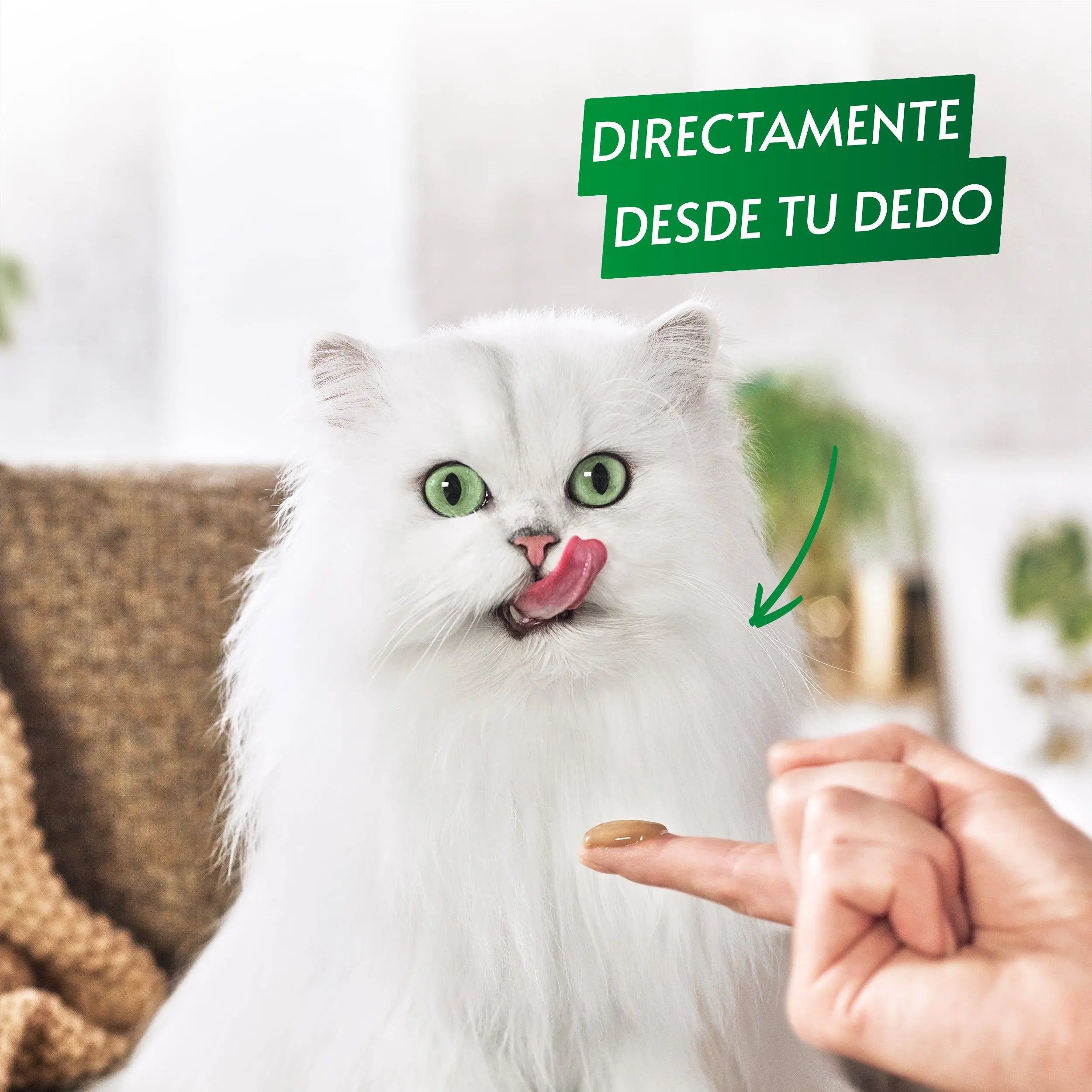 Gourmet Nature'S Creations Pure Buey&Tomate 5x10 g al mejor precio -todoastorenimal.com