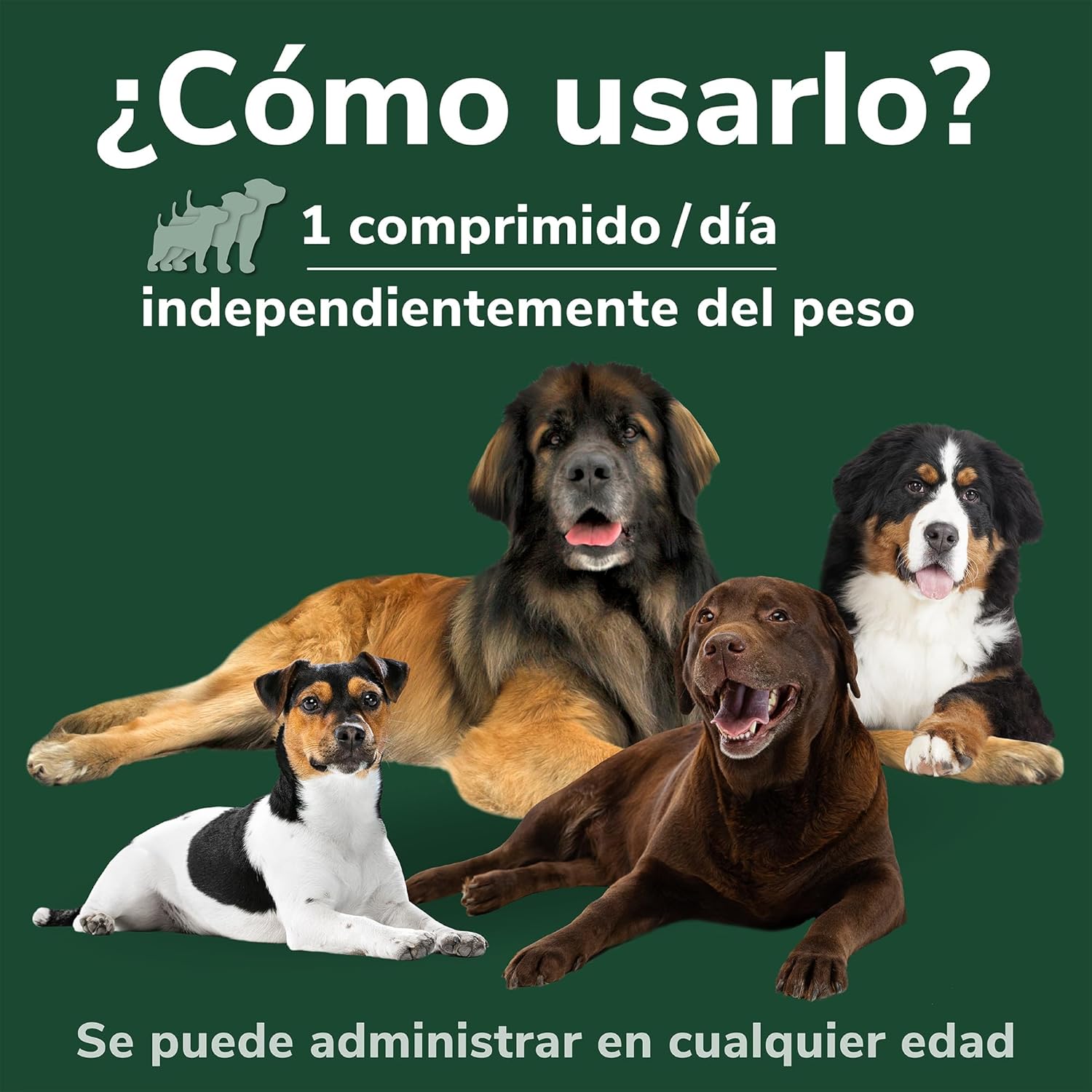 Hifarmax Omnicondro ProRapid 60 Comprimidos Suplemento Condroprotector para Perros al mejor precio -todoastorenimal.com