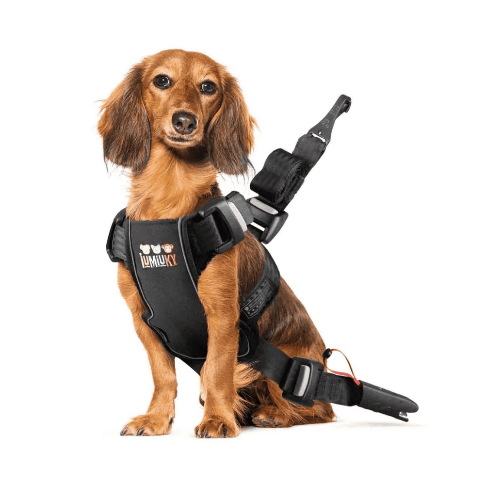 Iumiuky Travel Fix Arnés Pet Coche para Perros al mejor precio -todoastorenimal.com