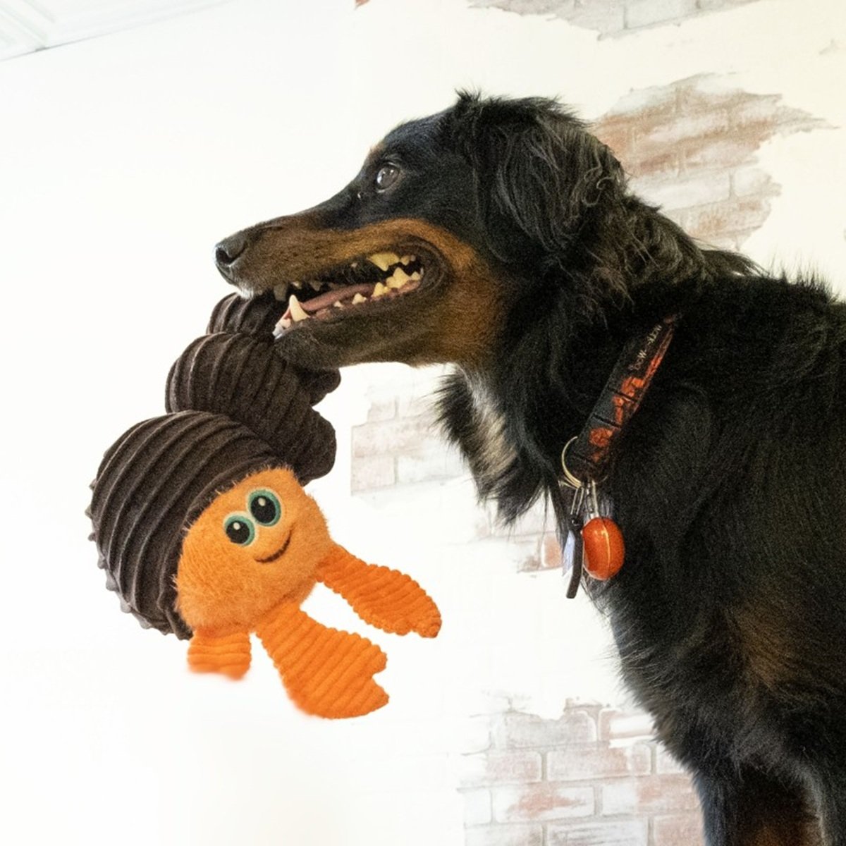 Kong Cuteseas Rufflez Hermit Crab S/M Juguete para Perros al mejor precio -todoastorenimal.com