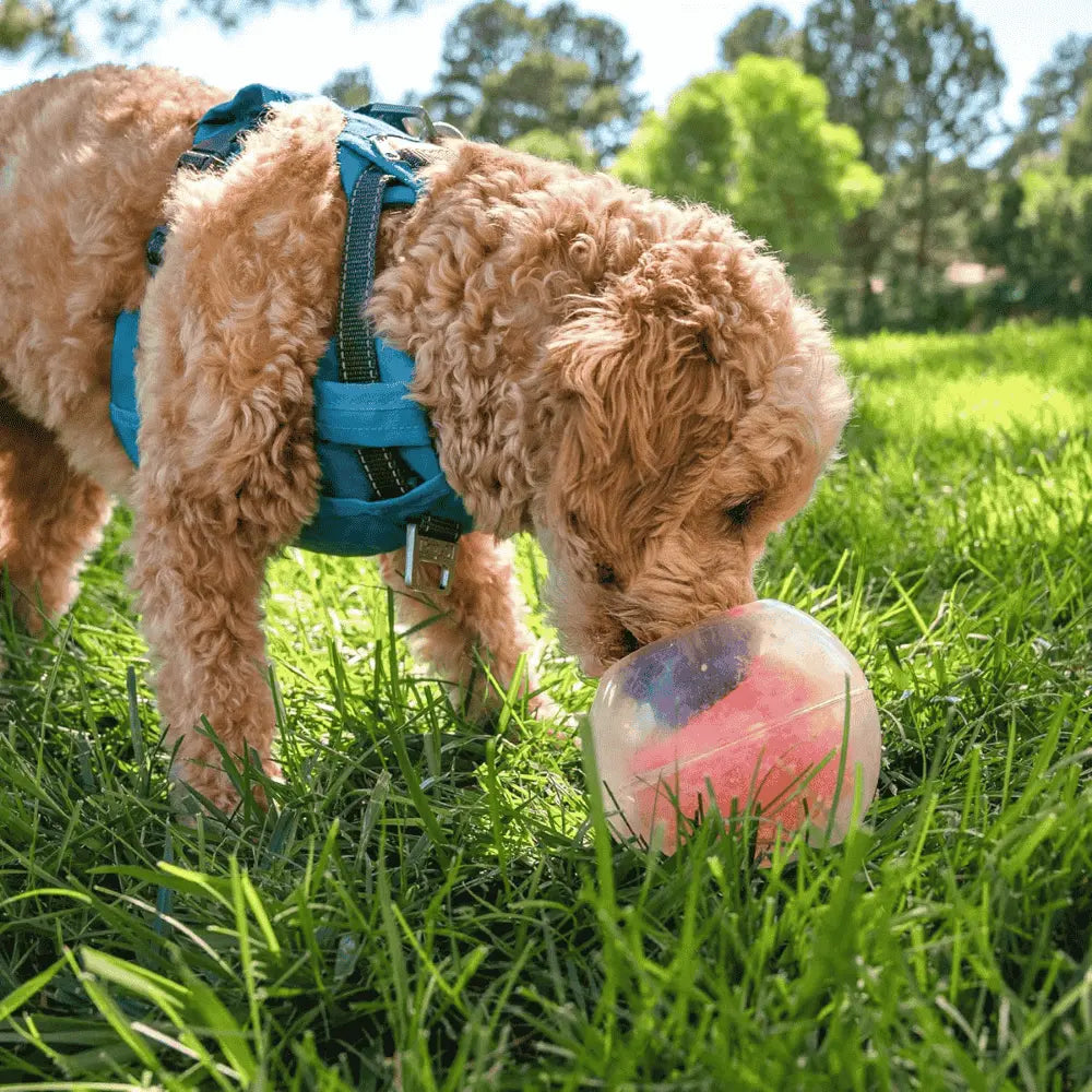 Nina Ottosson Rumble Puzzle Interactivo para perros al mejor precio -todoastorenimal.com