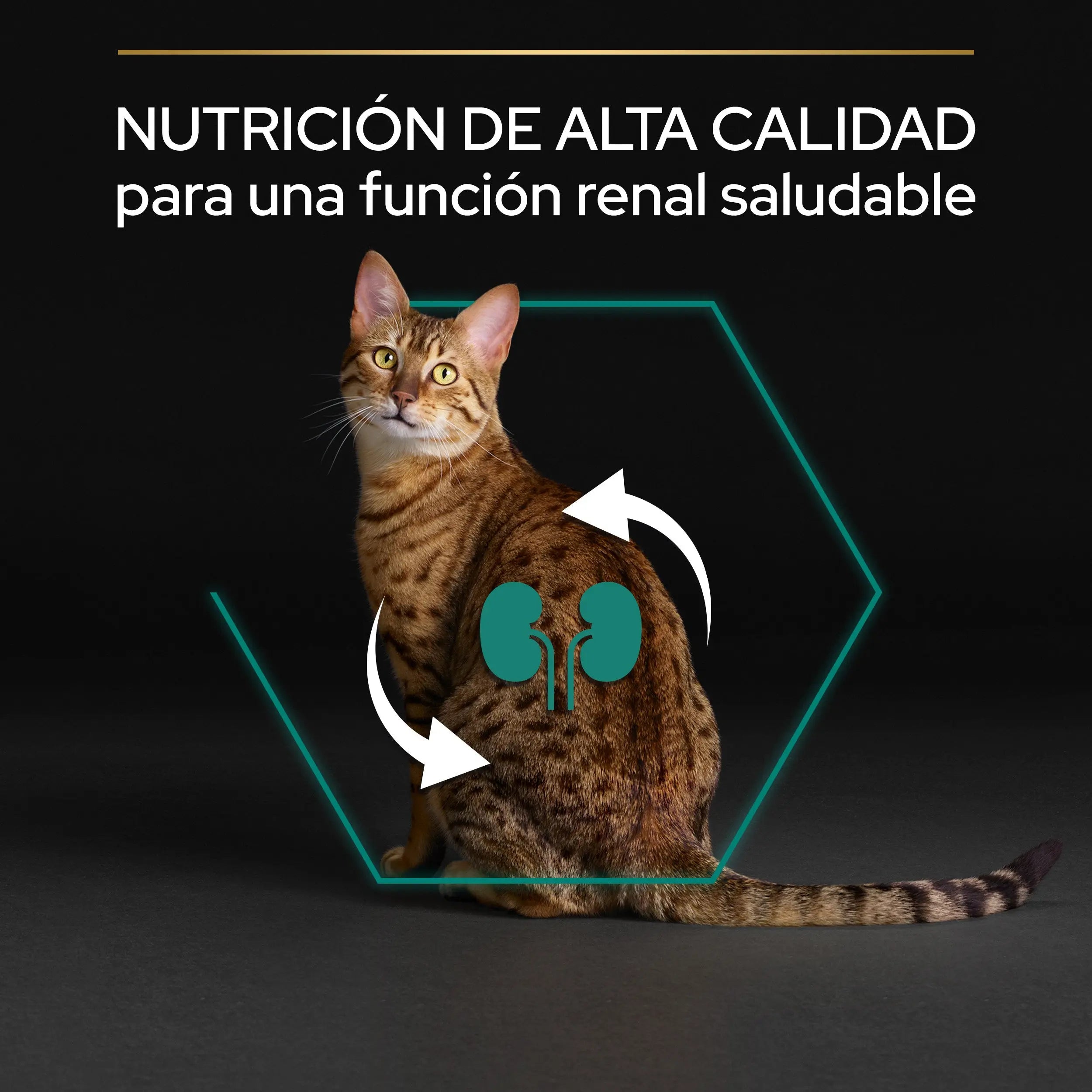 Pro Plan Cat Adult Renal+ Pollo 1,5 kg al mejor precio -todoastorenimal.com