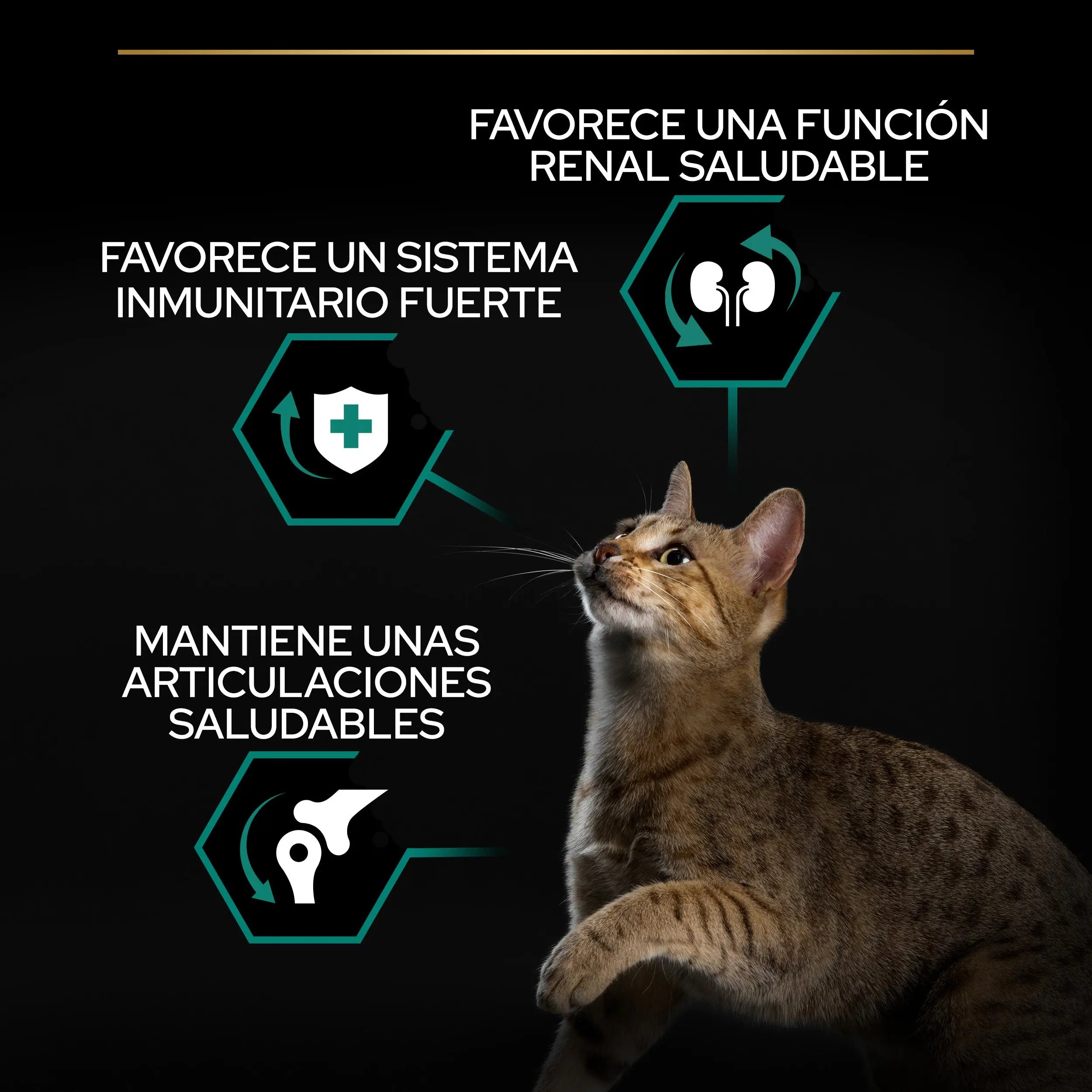 Pro Plan Cat Adult Renal+ Pollo 3 kg al mejor precio -todoastorenimal.com