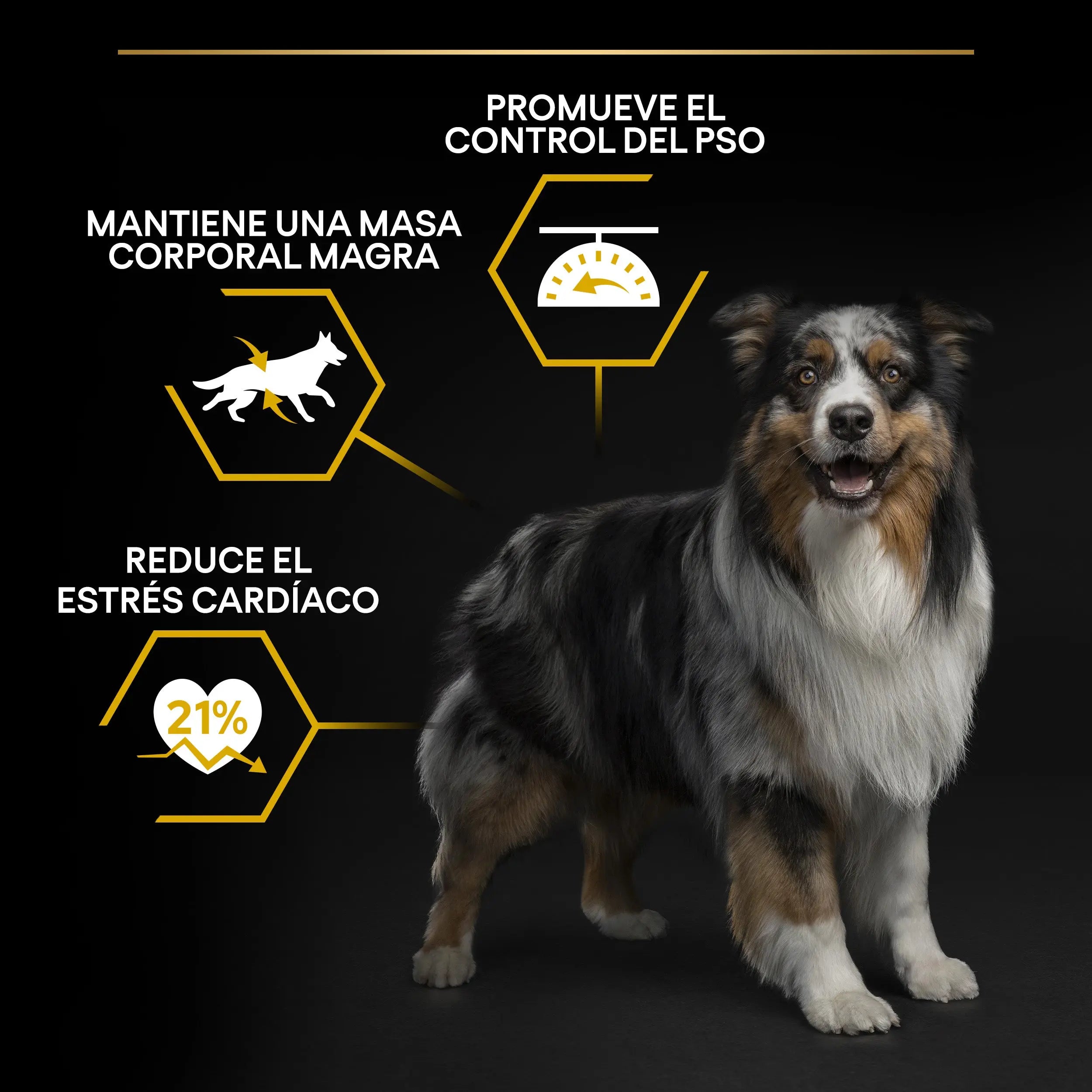 Pro Plan Dog Allsize Adult Light Sterilized Pollo 3 kg al mejor precio -todoastorenimal.com