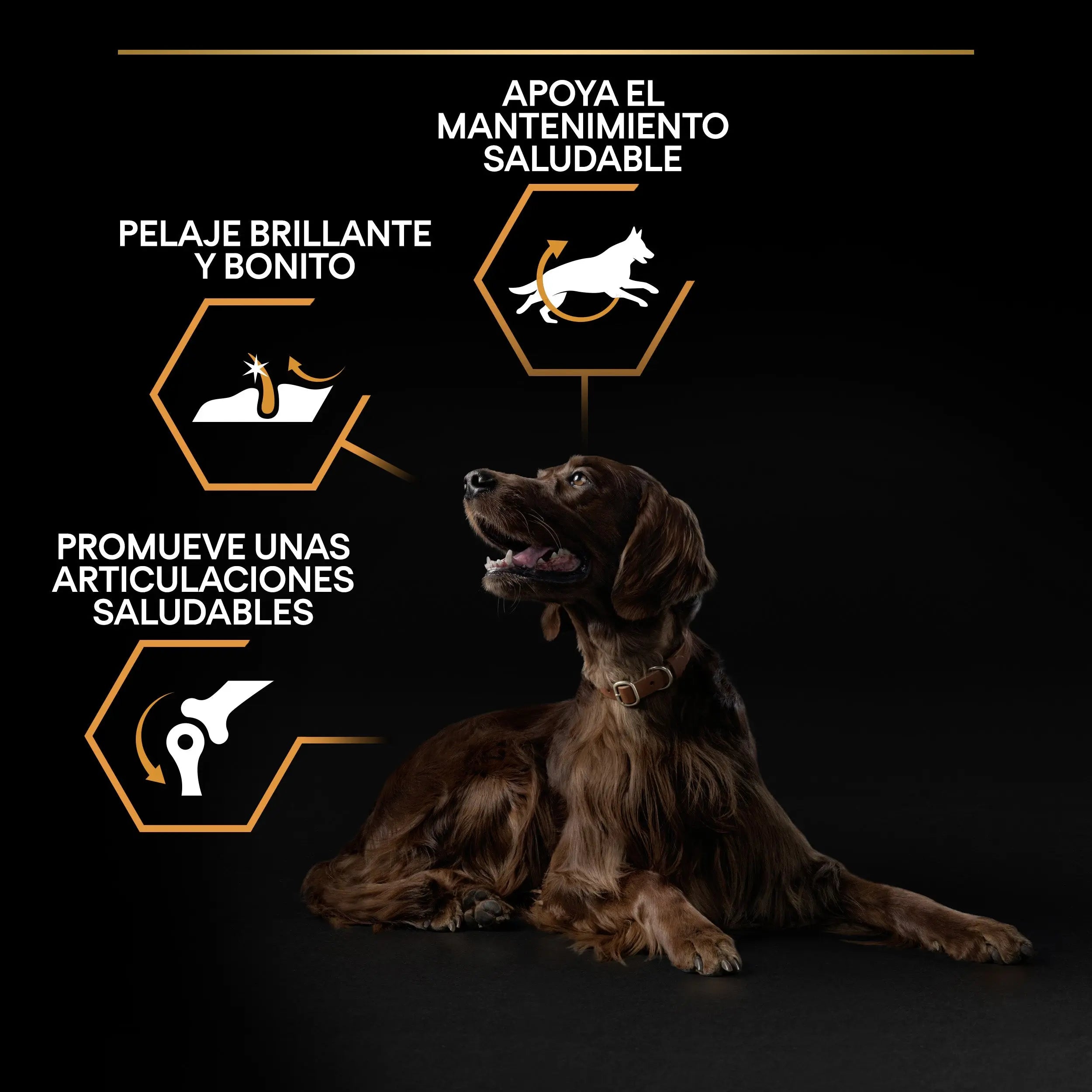 Pro Plan Dog Large Athletic Adult Pollo 14 kg al mejor precio -todoastorenimal.com