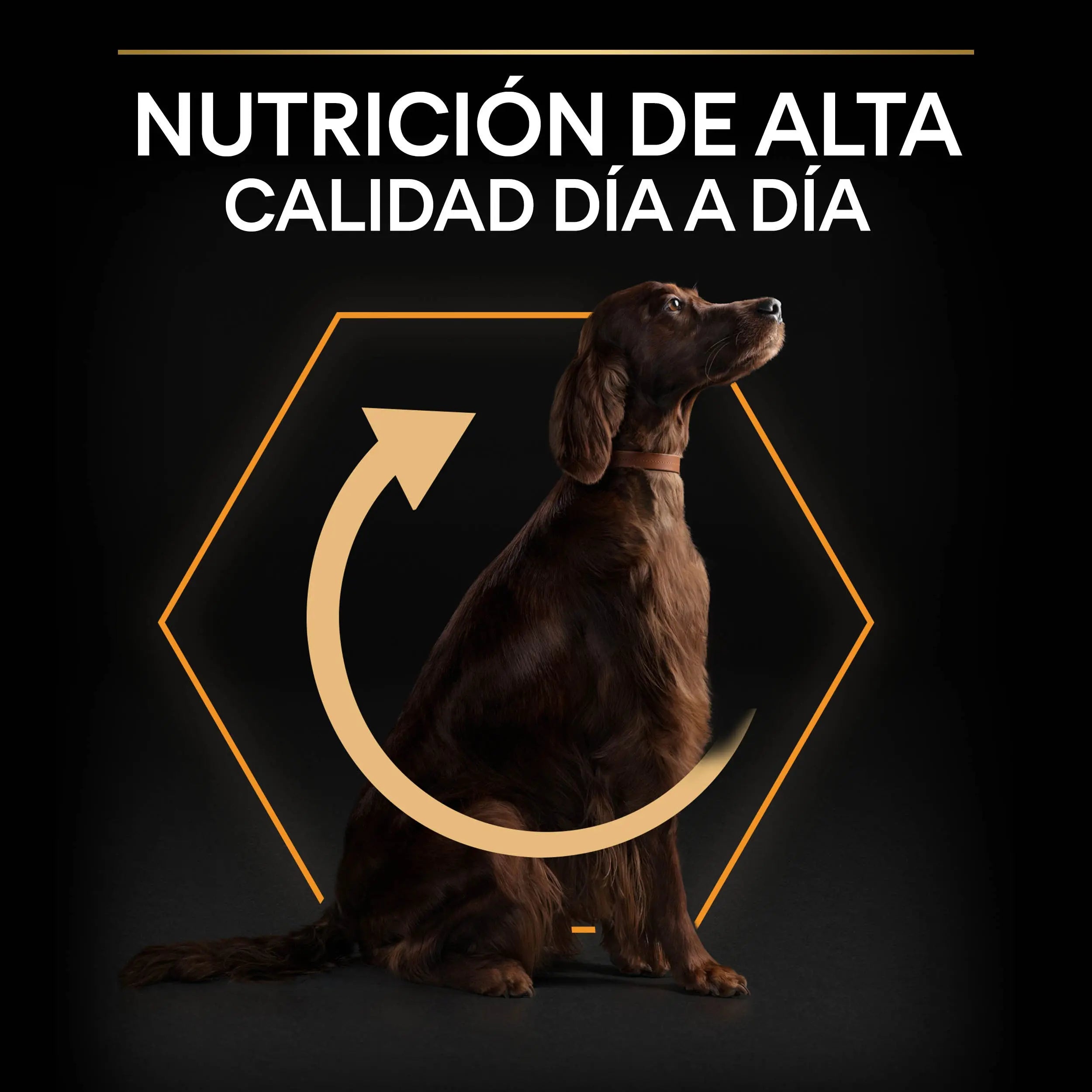 Pro Plan Dog Large Athletic Adult Pollo 14 kg+2,5 kg gratis al mejor precio -todoastorenimal.com