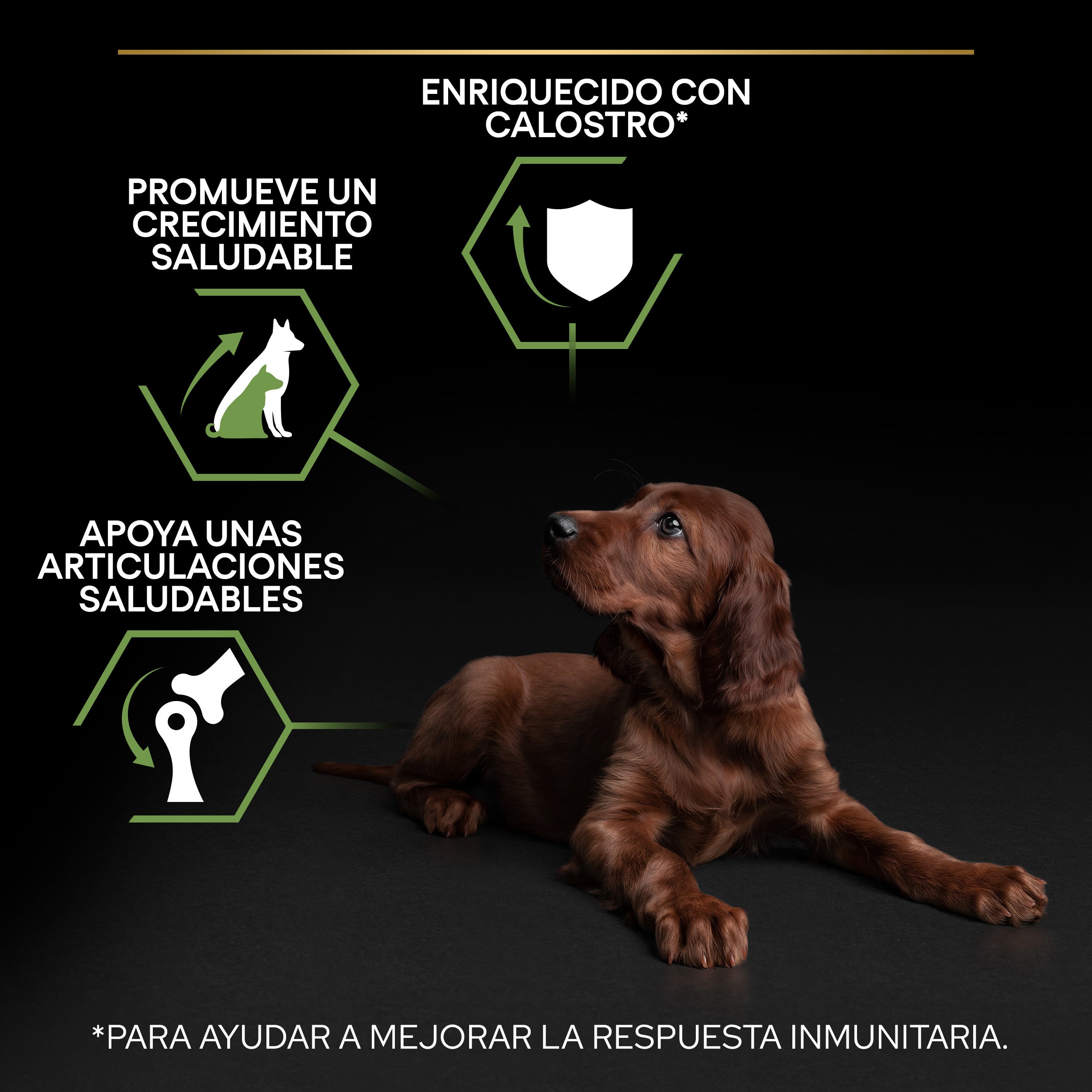 Pro Plan Dog Large Athletic Puppy Start Pollo Pienso para Cachorros al mejor precio -todoastorenimal.com