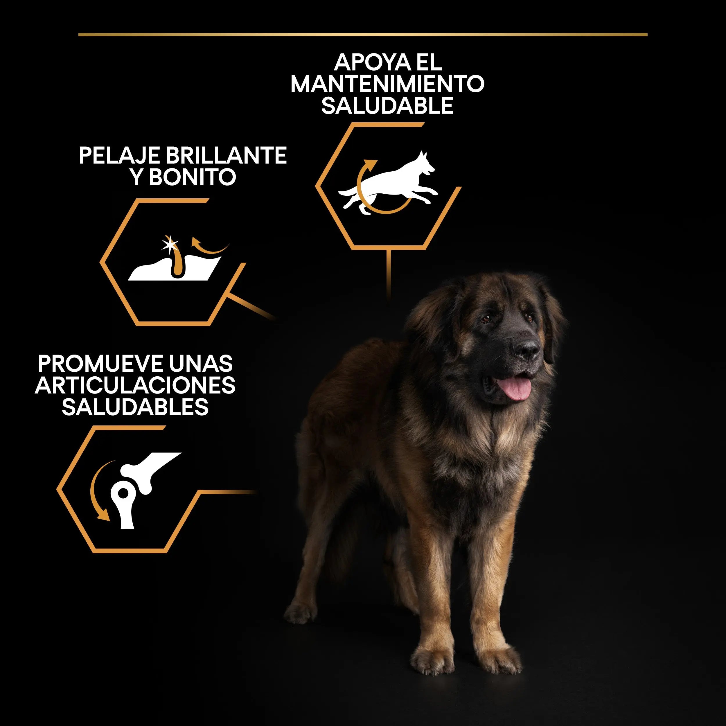 Pro Plan Dog Large Robust Adult Pollo 14 kg al mejor precio -todoastorenimal.com