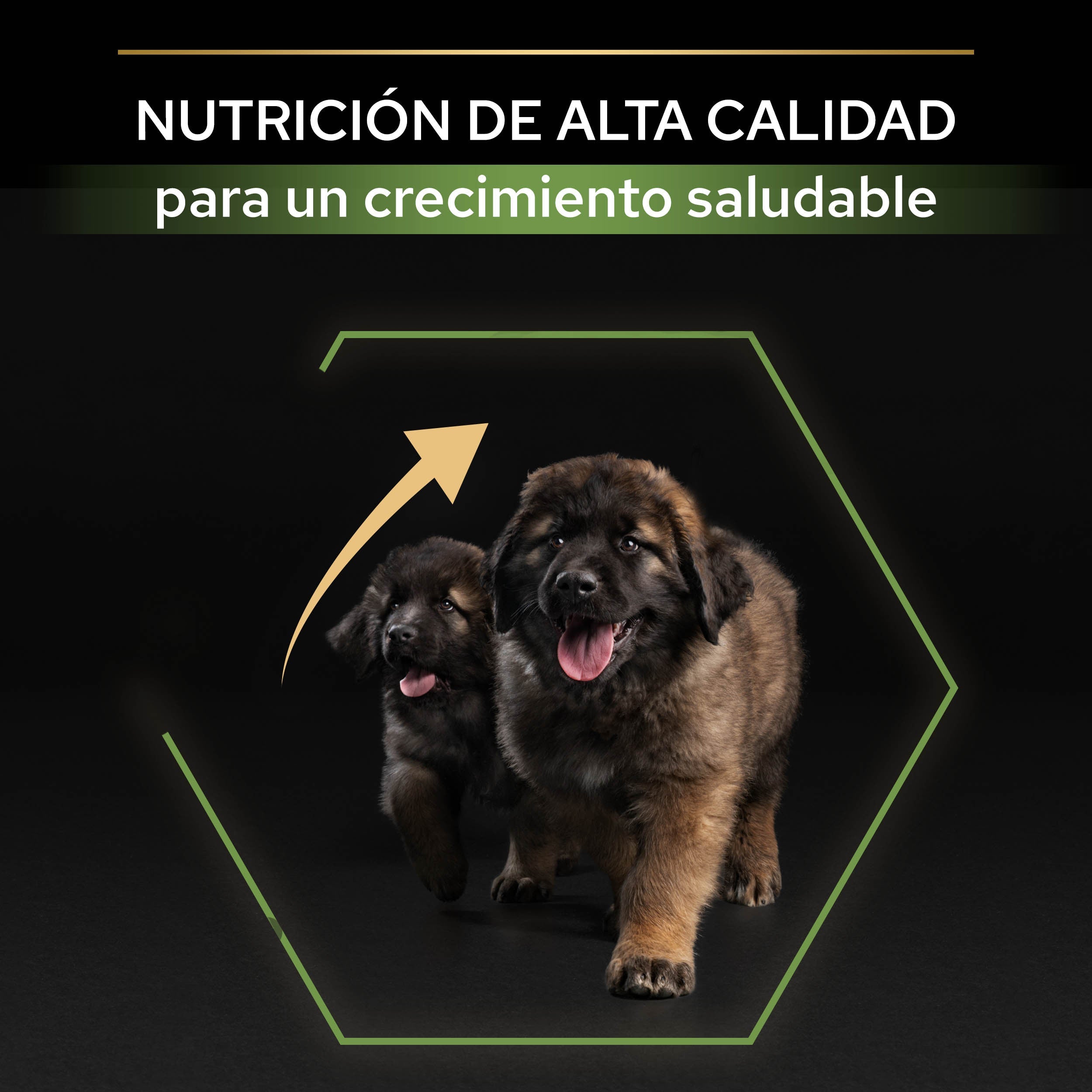Pro Plan Dog Large Robust Puppy Start Pollo Pienso para Cachorros al mejor precio -todoastorenimal.com