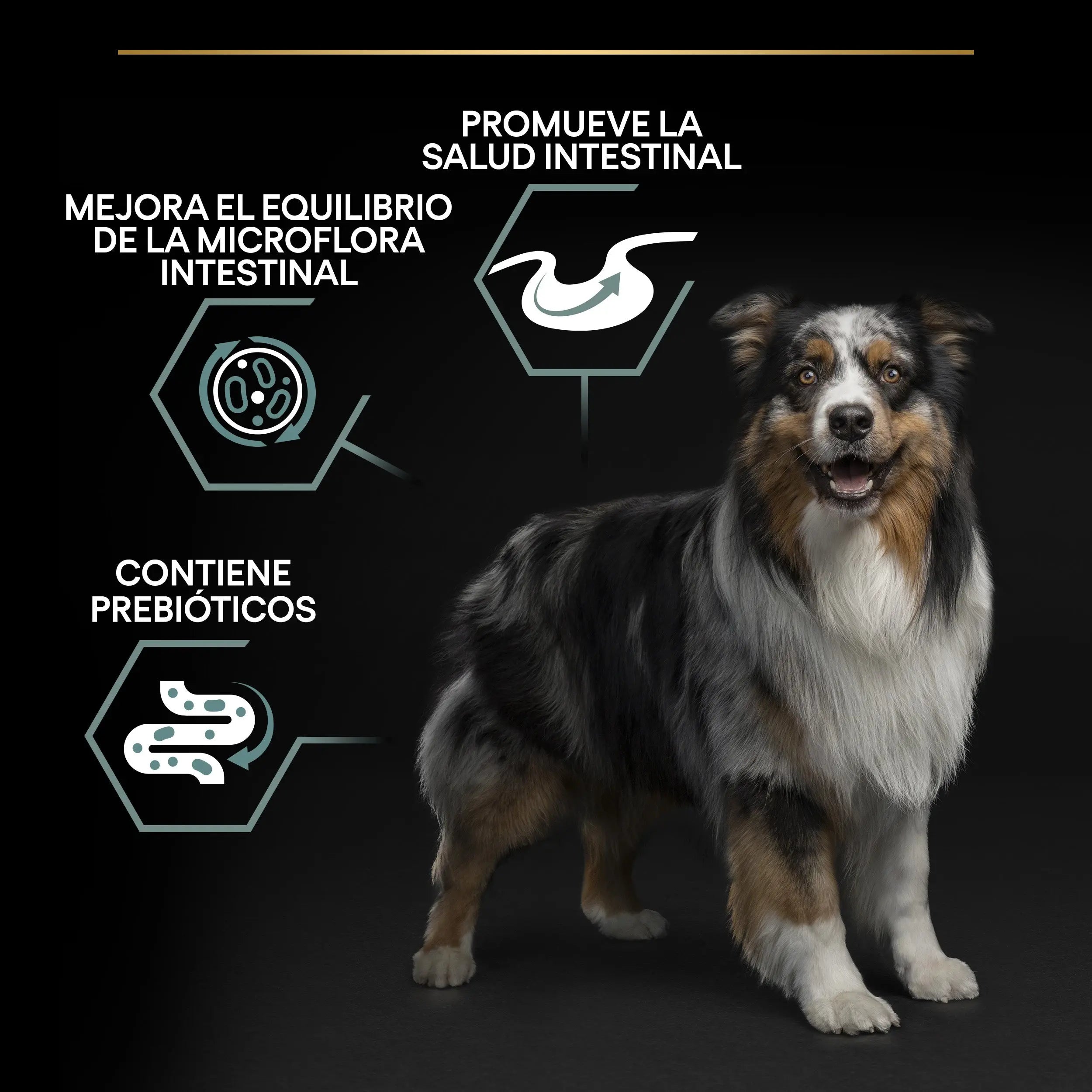 Pro Plan Dog Medium Adult Digest Cordero 3 kg al mejor precio -todoastorenimal.com