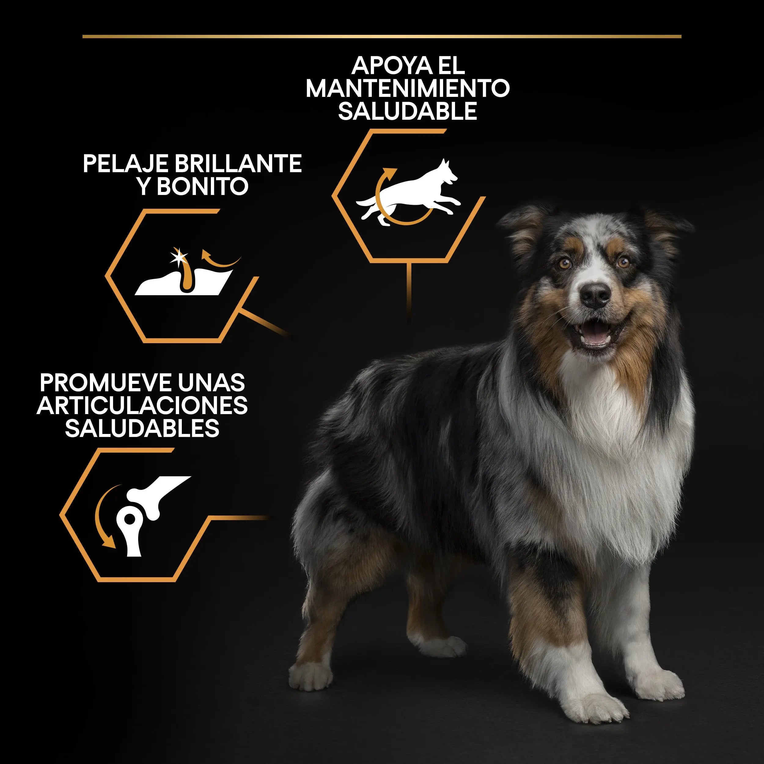 Pro Plan Dog Medium Adult Pollo 3 kg al mejor precio -todoastorenimal.com