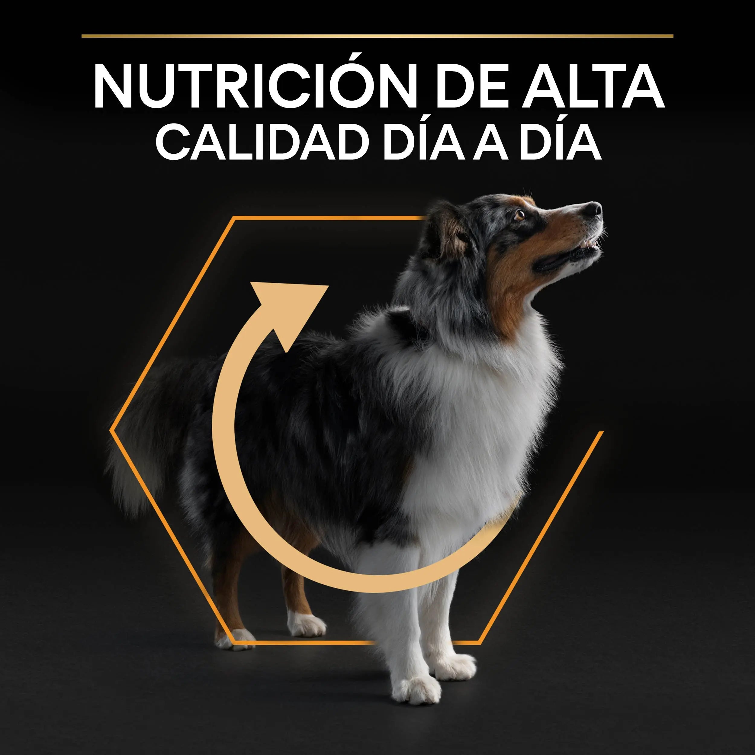 Pro Plan Dog Medium Adult Pollo 3 kg al mejor precio -todoastorenimal.com