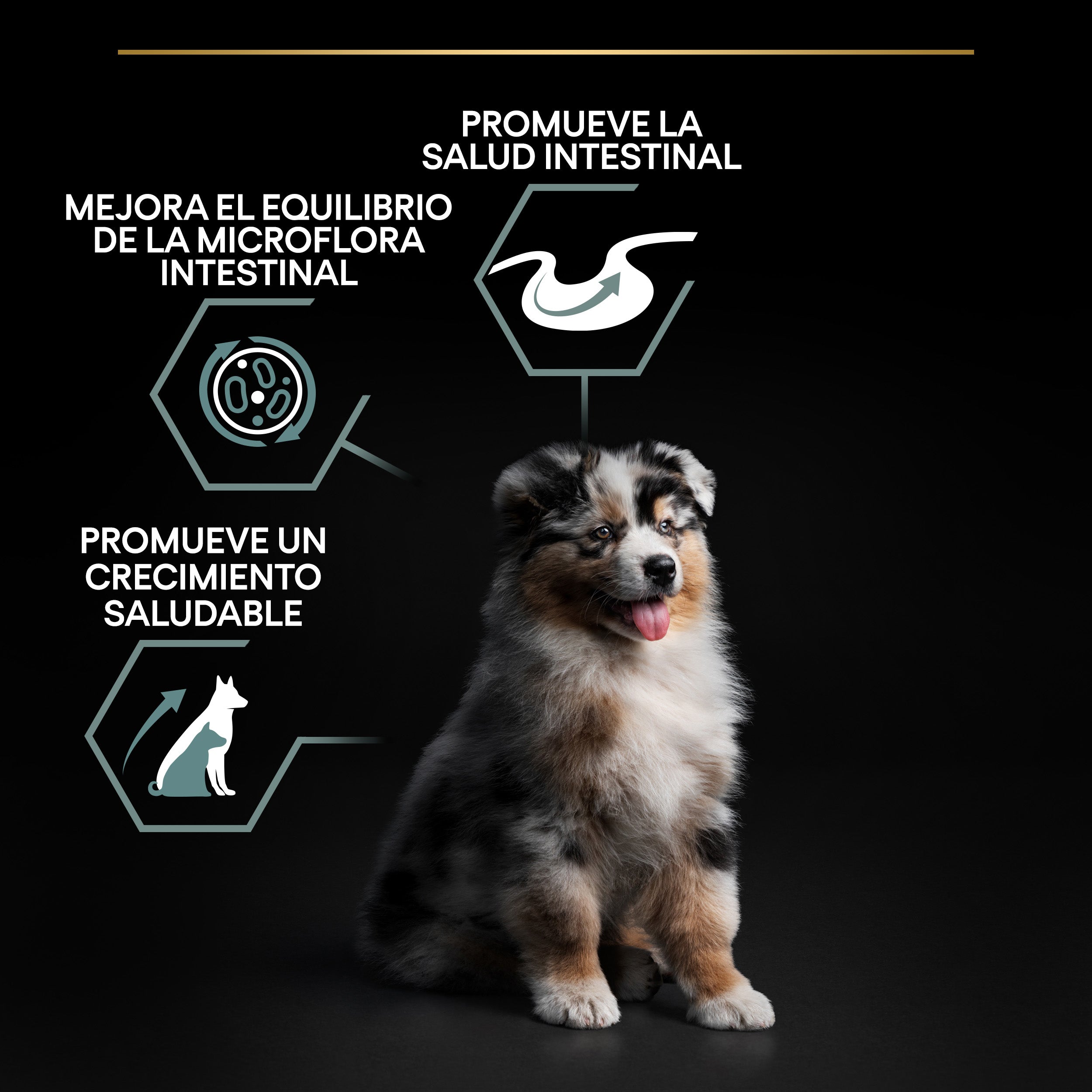 Pro Plan Dog Medium Puppy Digest Cordero Pienso para Cachorros al mejor precio -todoastorenimal.com