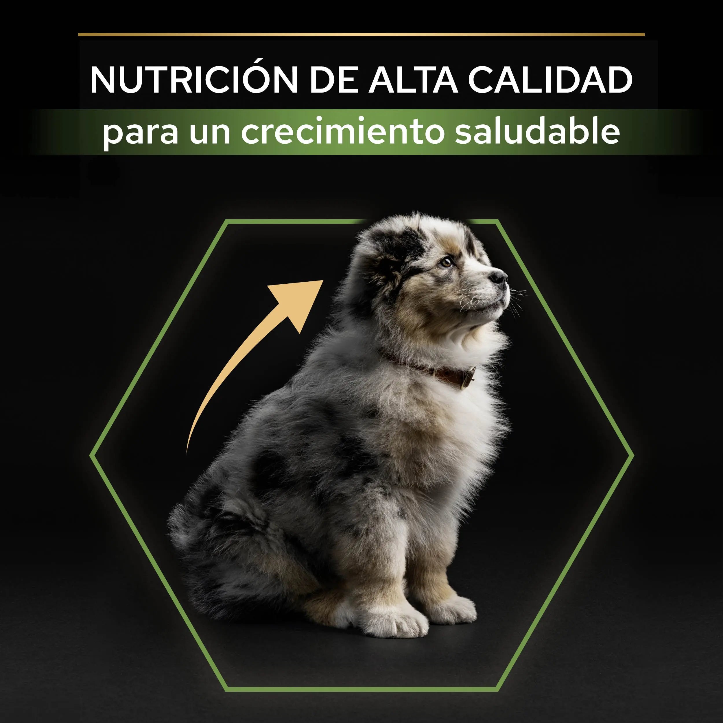 Pro Plan Dog Medium Puppy Start Pollo 3 kg al mejor precio -todoastorenimal.com