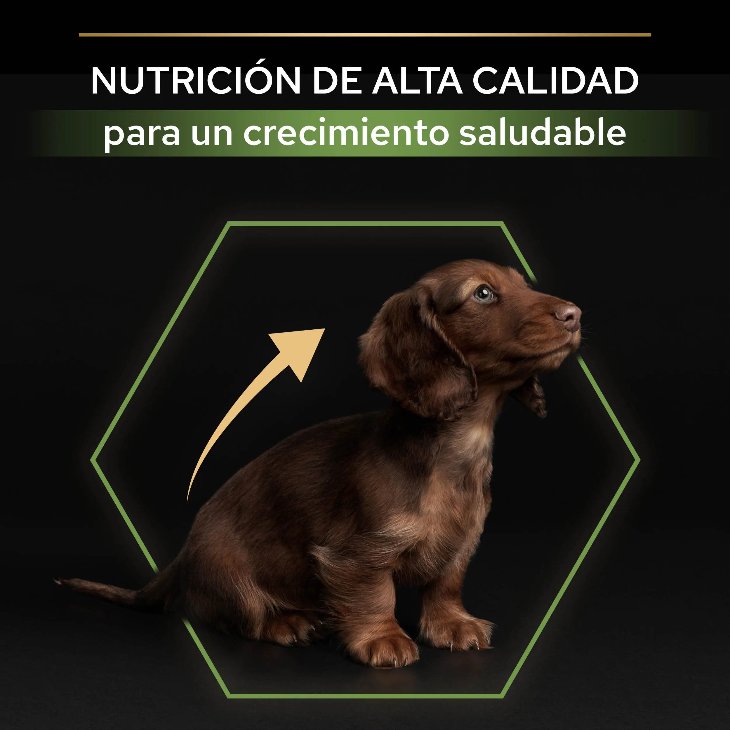 Pro Plan Dog Puppy Small & Mini Healthy Start Pollo Pienso para Cachorros al mejor precio -todoastorenimal.com