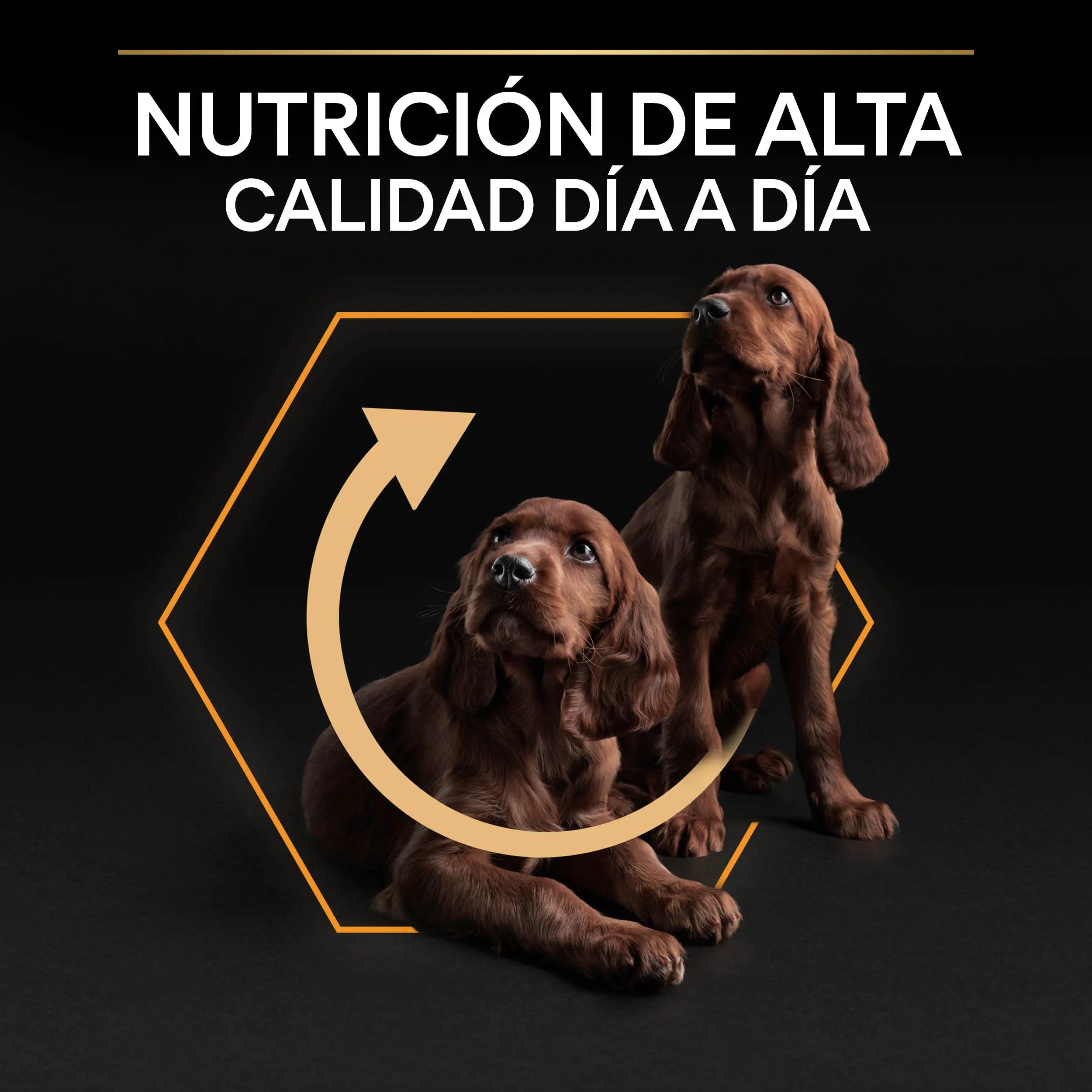 Pro Plan Dog Small & Mini Adult Pollo Pienso para Perros al mejor precio -todoastorenimal.com
