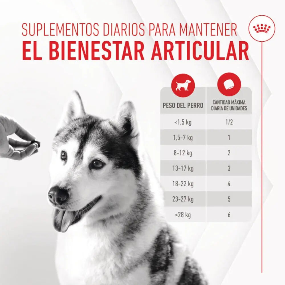 Royal Canin Adult Joint & Ageing 240 g Suplemento para Perros Adultos al mejor precio -todoastorenimal.com