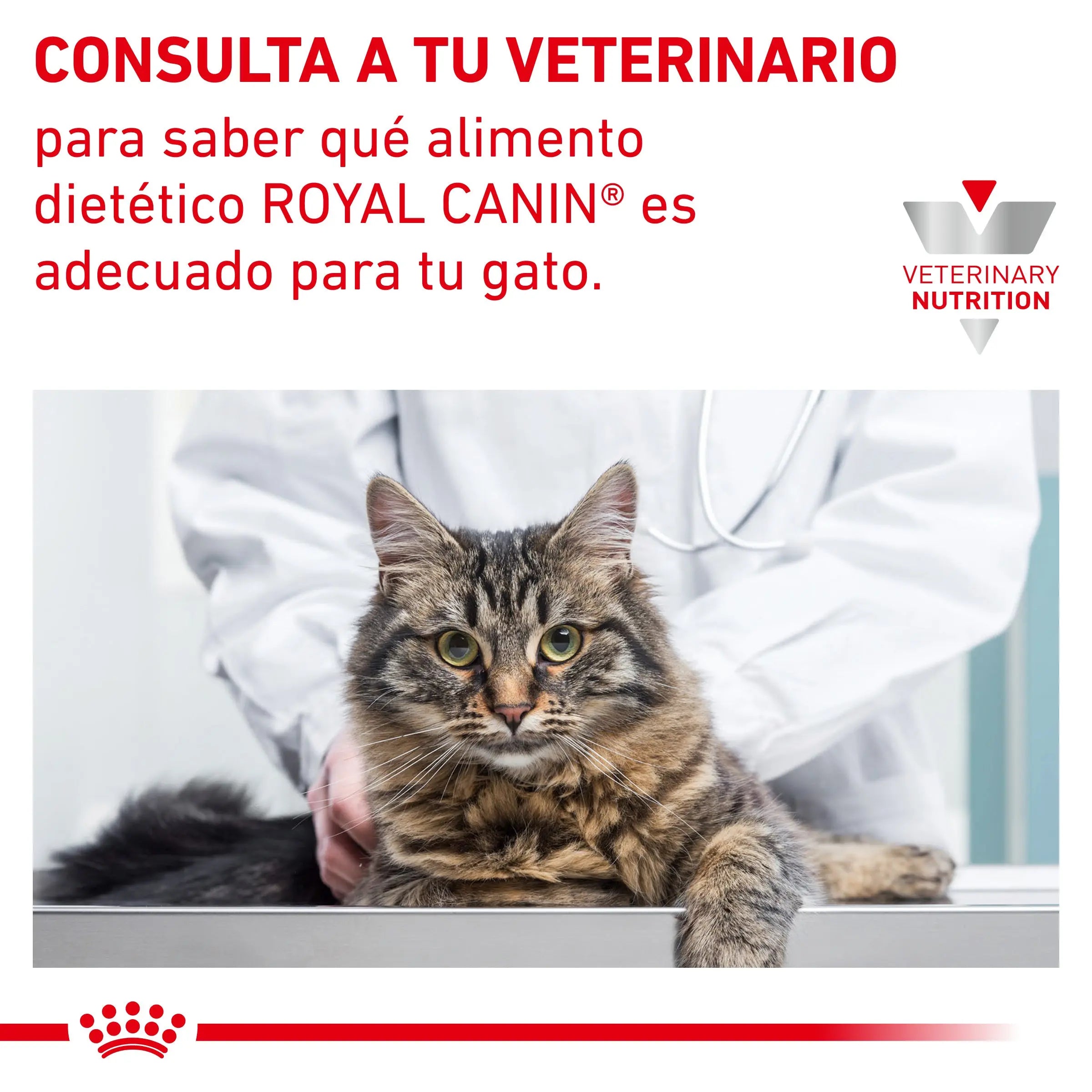 Royal Canin Anallergenic | Pienso Veterinario para Gatos con Intolerancias y Alergias Alimentarias al mejor precio -todoastorenimal.com