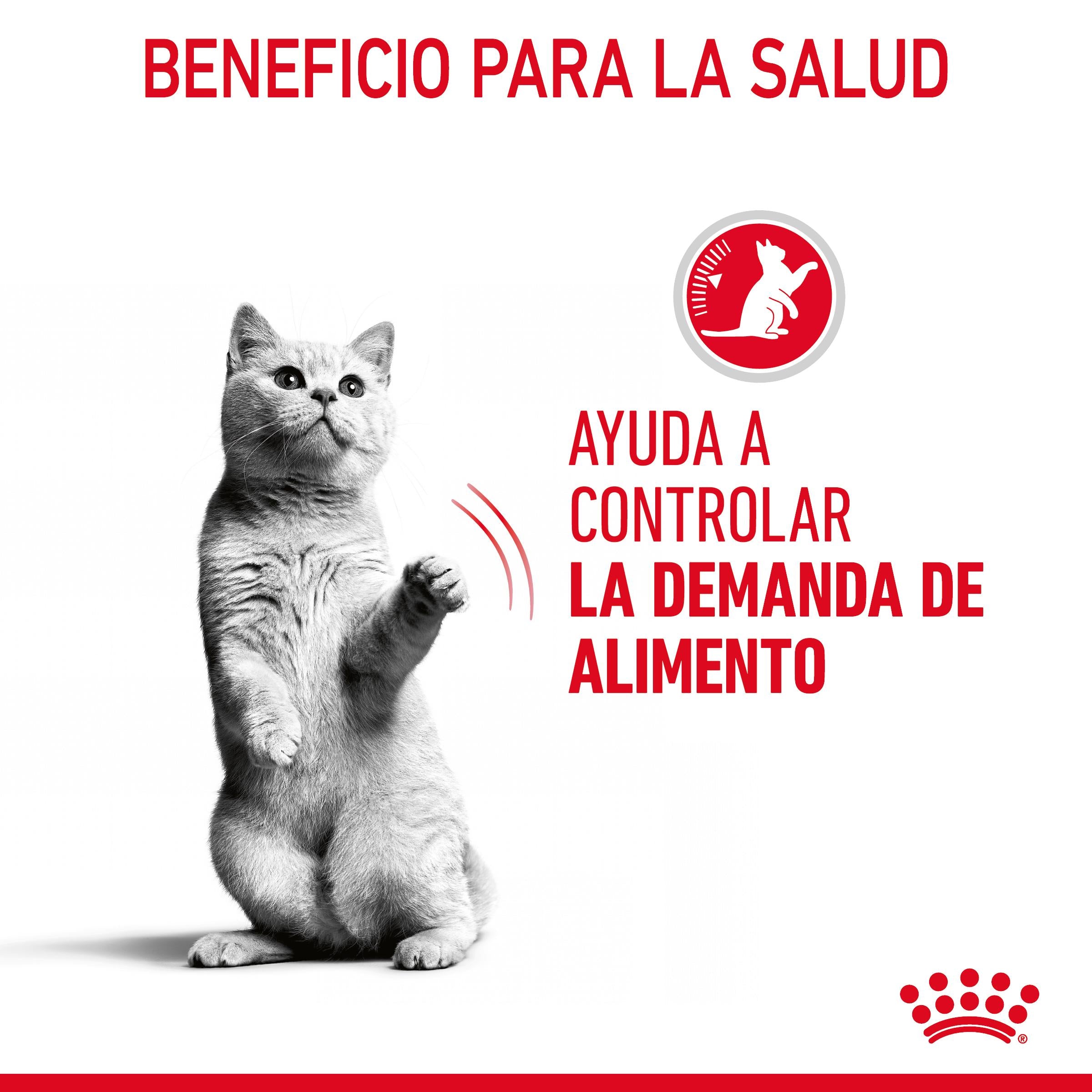 Royal Canin Appetite Control Finas Láminas en Salsa 85 g Comida Húmeda para Gatos al mejor precio -todoastorenimal.com