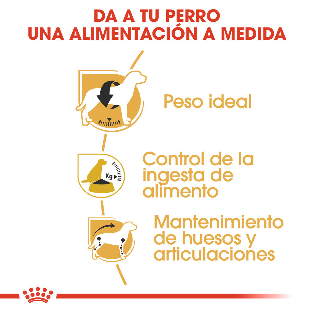 Royal Canin Beagle, Adulto al mejor precio -todoastorenimal.com