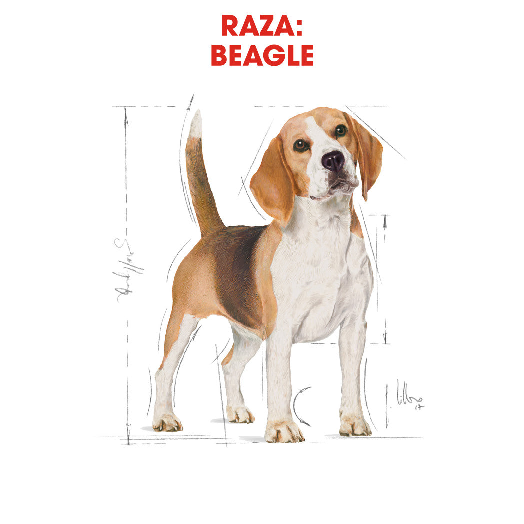 Royal Canin Beagle, Adulto al mejor precio -todoastorenimal.com