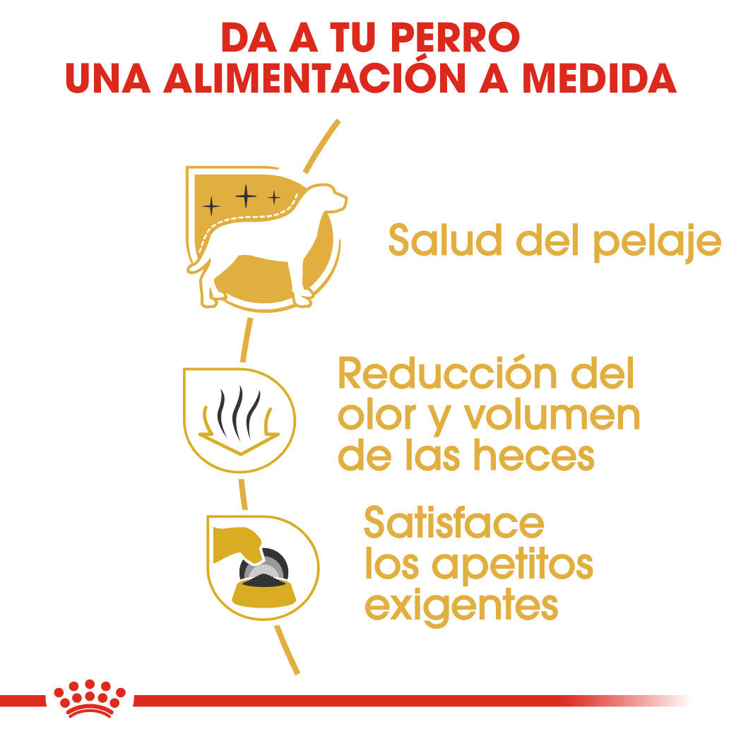 Royal Canin Bichón Maltés Pienso para Perros Adultos de Raza al mejor precio -todoastorenimal.com