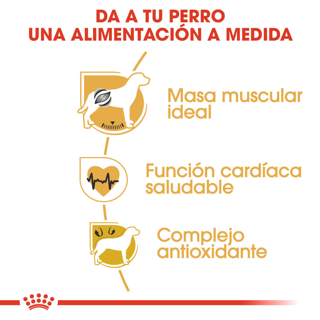 Royal Canin Boxer Pienso para Perros de Raza al mejor precio -todoastorenimal.com