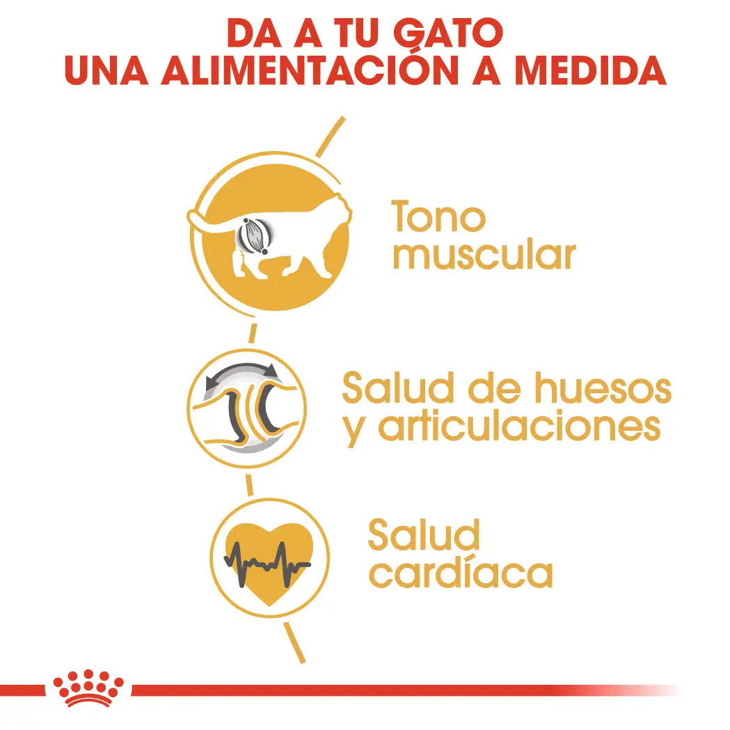 Royal Canin British Shorthair 2 kg Pienso Seco para Gatos al mejor precio -todoastorenimal.com