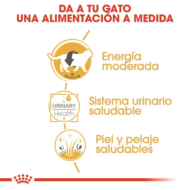 Royal Canin British Shorthair Paté Húmedo para Gatos al mejor precio -todoastorenimal.com