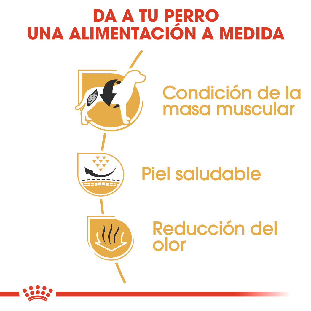 Royal Canin Bulldog Francés Pienso para Perros Adultos de Raza al mejor precio -todoastorenimal.com