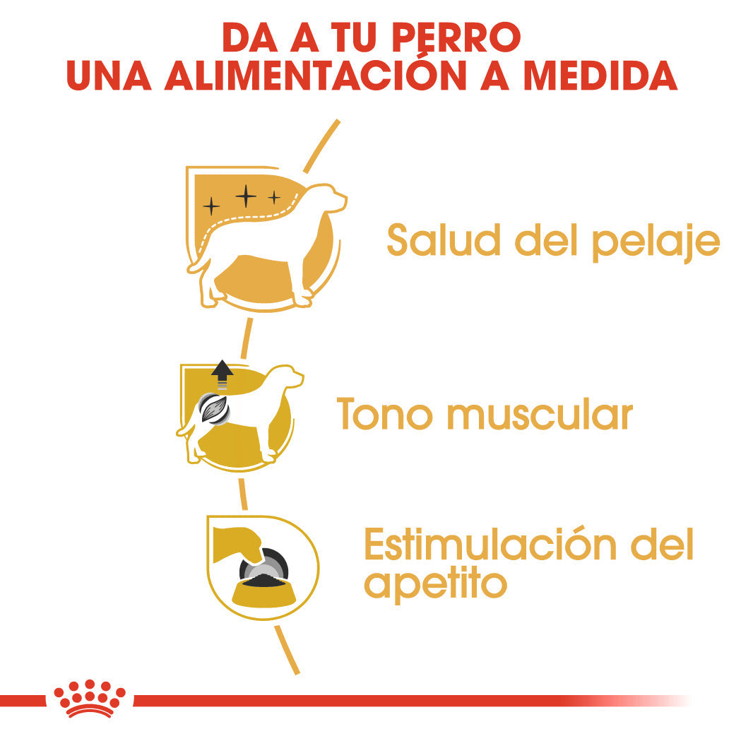 Royal Canin Caniche Poodle Paté Adulto 85 g Comida Húmeda para Perros al mejor precio -todoastorenimal.com