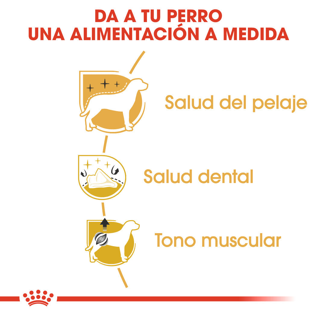 Royal Canin Caniche Poodle Pienso para Perros de Raza al mejor precio -todoastorenimal.com