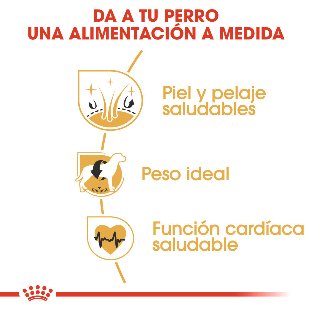 Royal Canin Cocker Spaniels Pienso para Perros de Raza al mejor precio -todoastorenimal.com