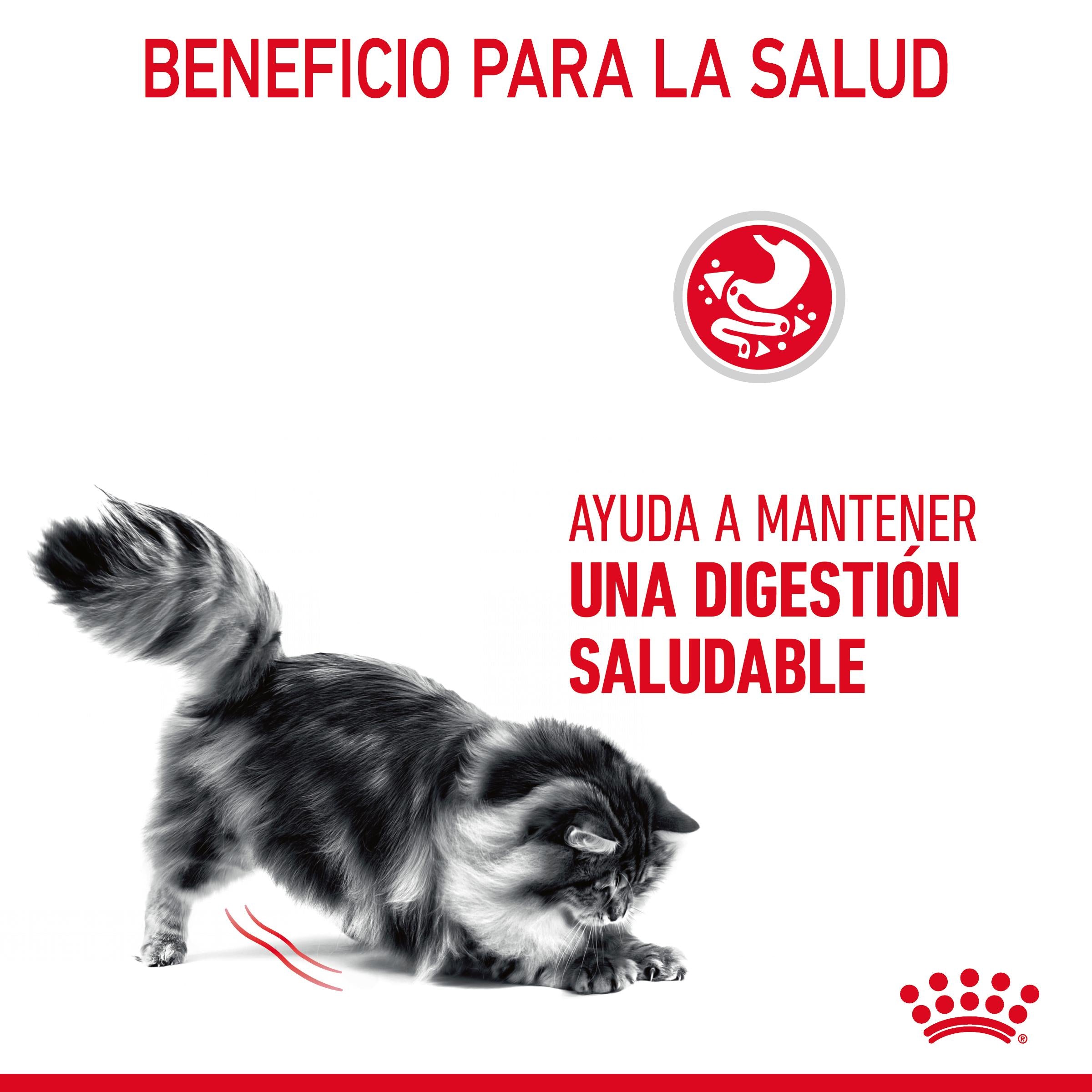 Royal Canin Digestive Care Pienso para Gatos al mejor precio -todoastorenimal.com