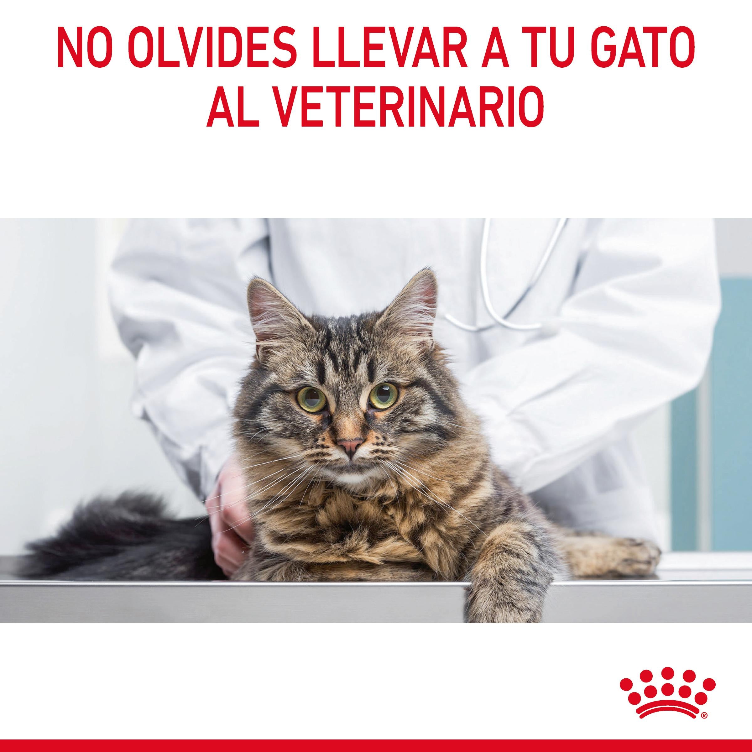Royal Canin Digestive Care Pienso para Gatos al mejor precio -todoastorenimal.com