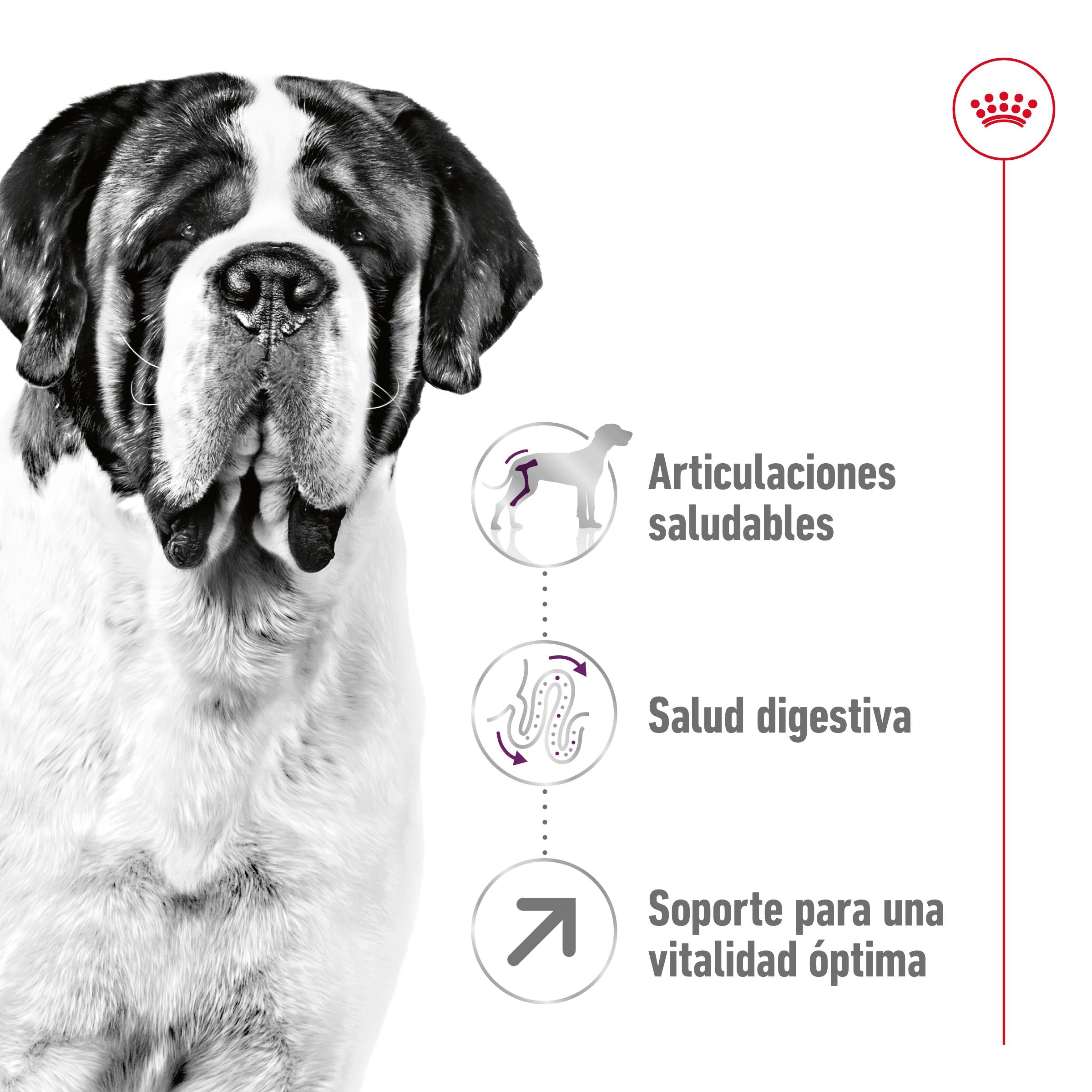 Royal Canin Giant Adult 15 kg Pienso para Perros al mejor precio -todoastorenimal.com