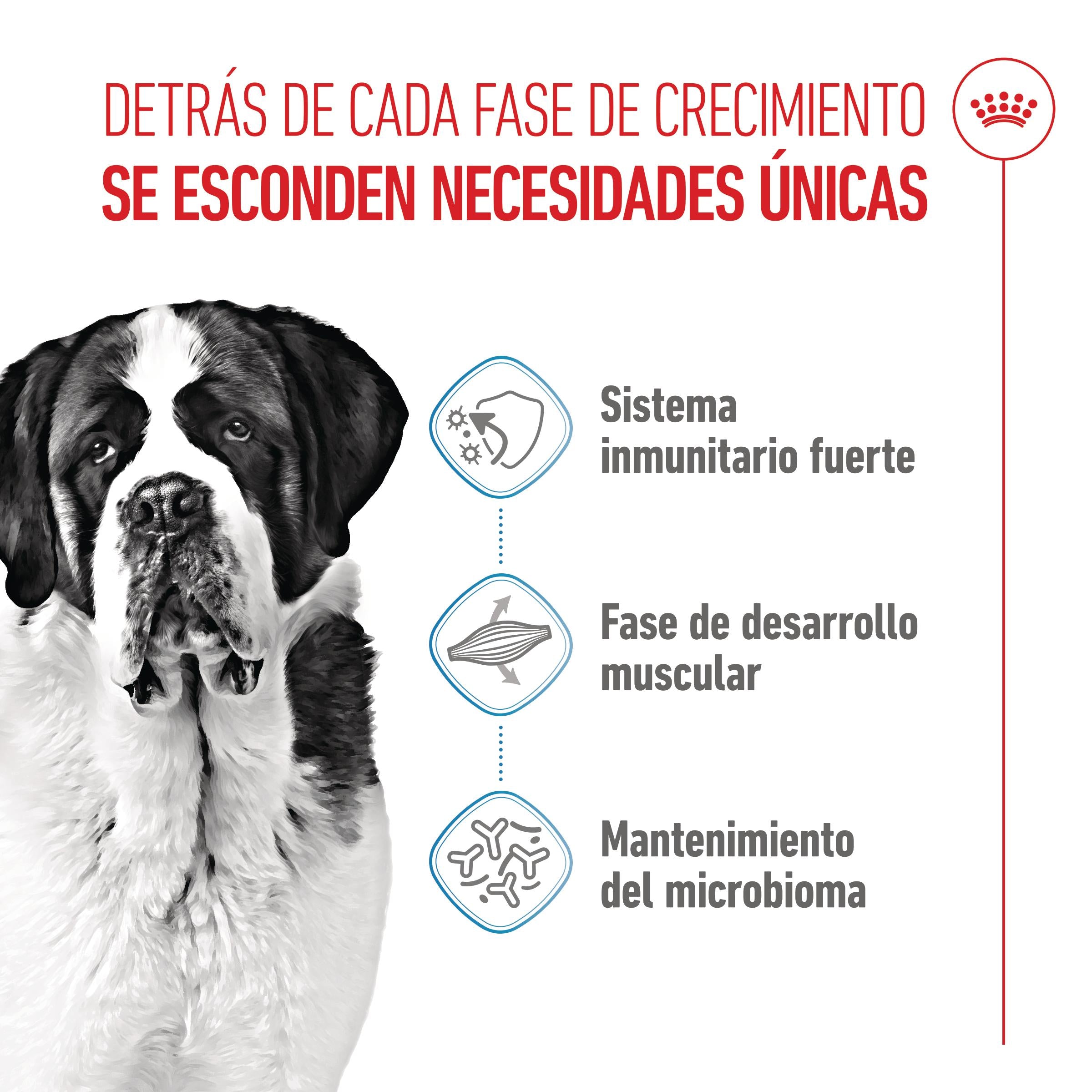 Royal Canin Giant Junior Pienso para Cachorros de Raza Grande al mejor precio -todoastorenimal.com
