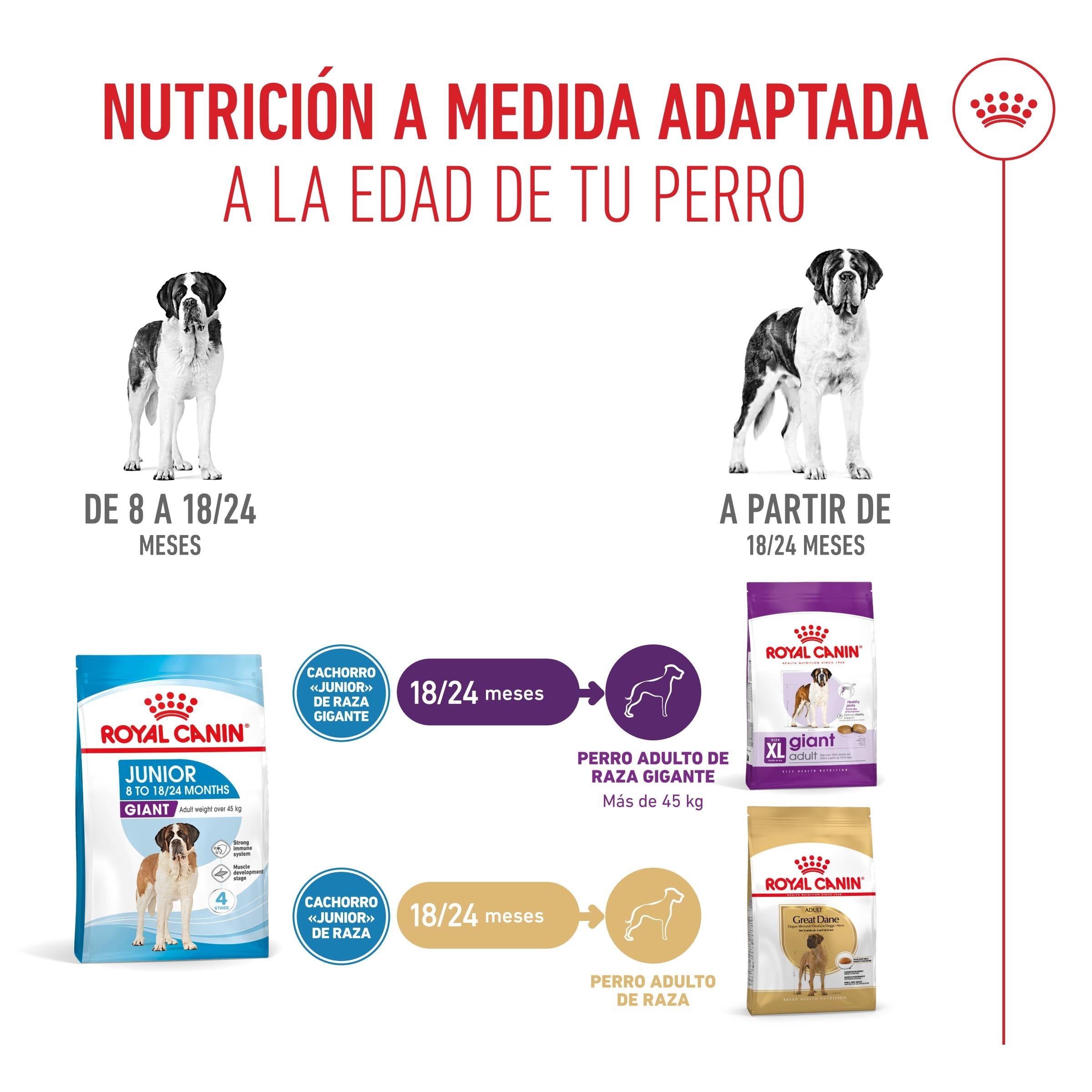 Royal Canin Giant Junior Pienso para Cachorros de Raza Grande al mejor precio -todoastorenimal.com