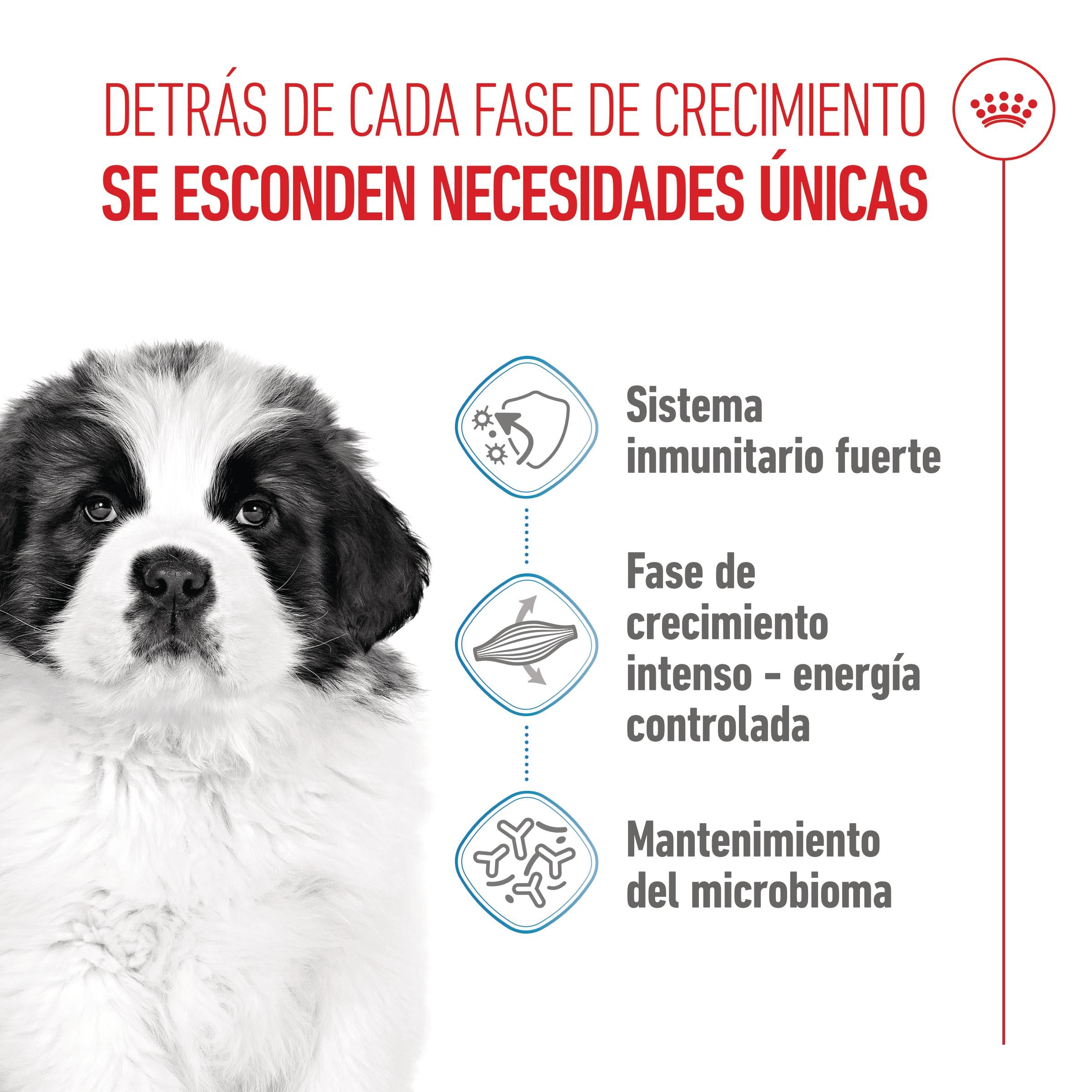Royal Canin Giant Puppy Pienso para Cachorros de Raza Grande al mejor precio -todoastorenimal.com
