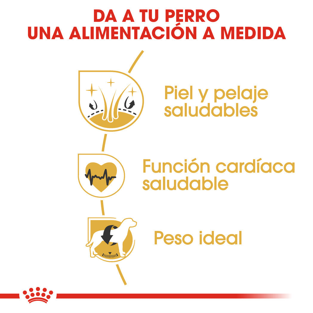 Royal Canin Golden Retriever Pienso para Perros de Raza al mejor precio -todoastorenimal.com