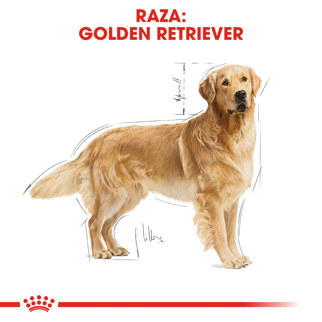 Royal Canin Golden Retriever Pienso para Perros de Raza al mejor precio -todoastorenimal.com