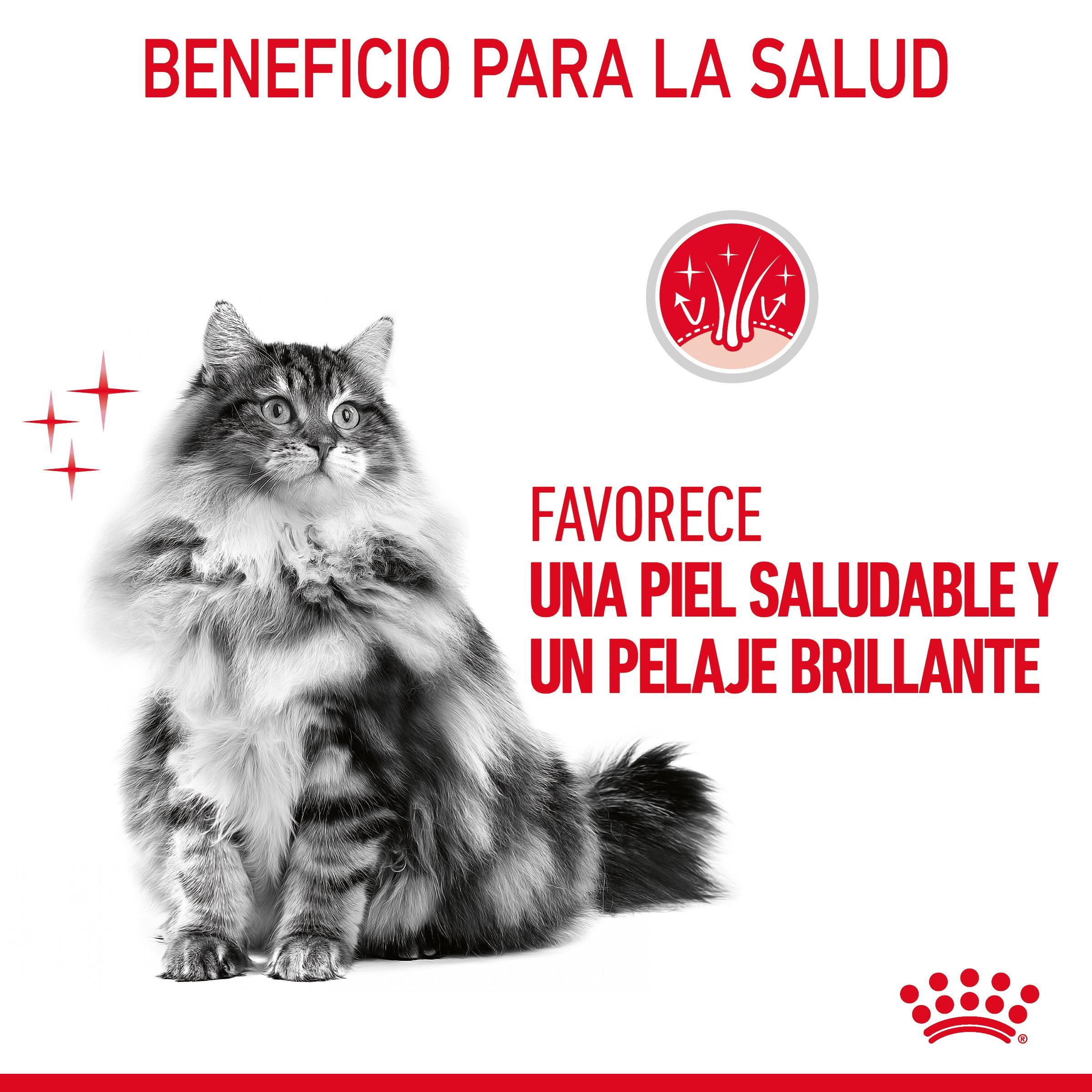 Royal Canin Hair & Skin Care Finas Láminas en Salsa 85 g Húmedo para Gatos al mejor precio -todoastorenimal.com